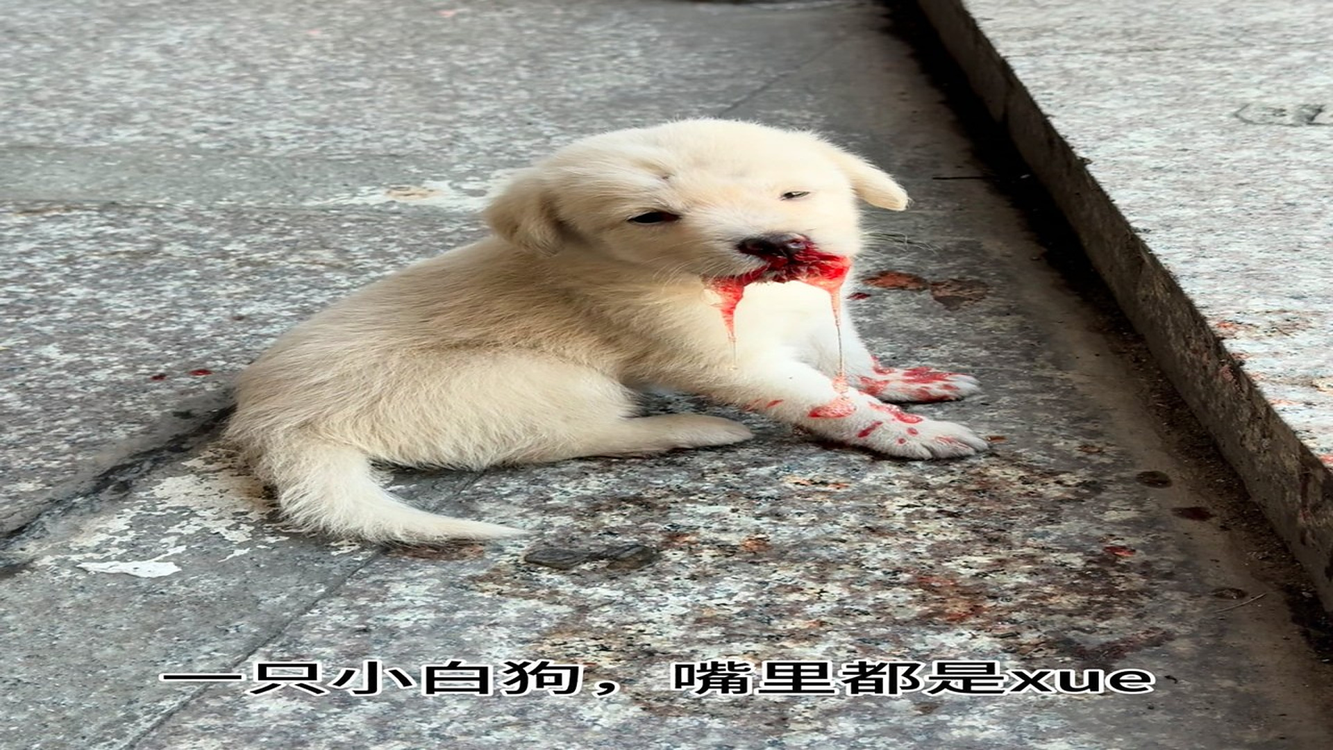 Full Video : H0107008_Animal Rescue Story That Will Melt Your Heart