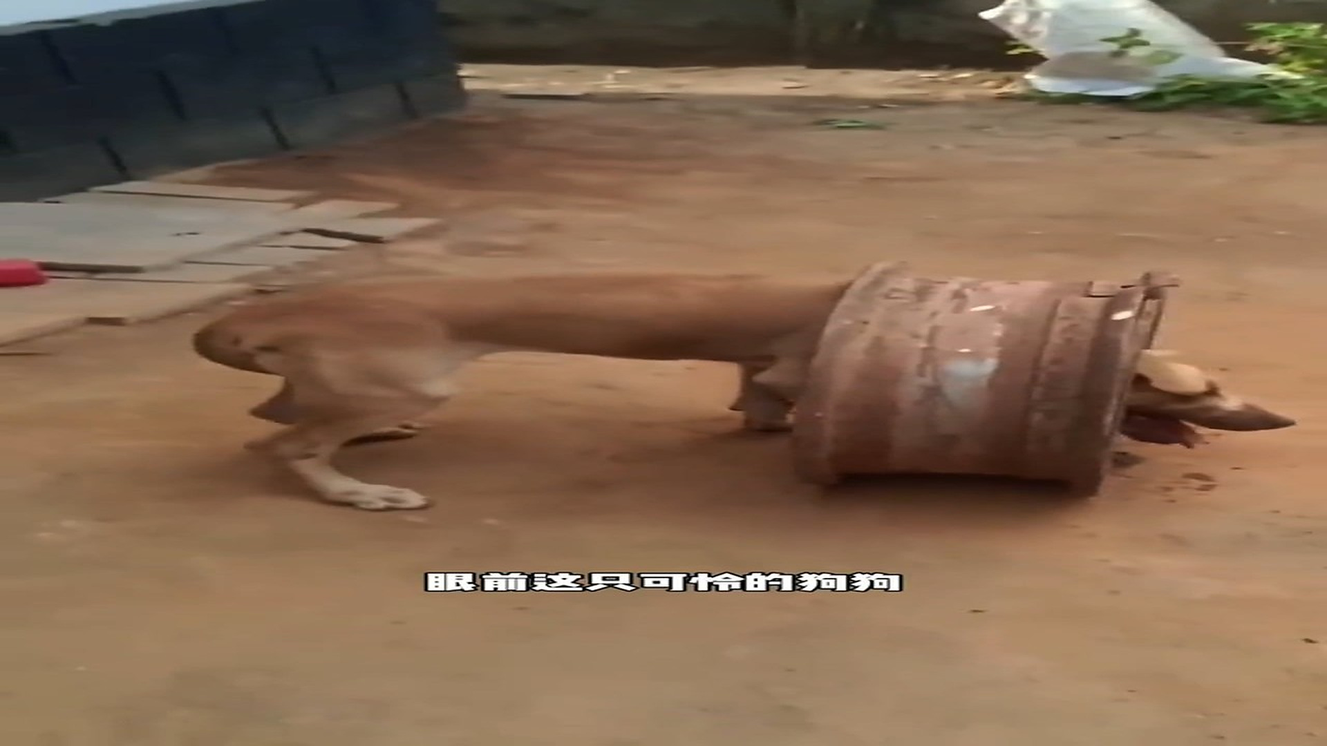 Full Video : H0107006_Animal Rescue Moment That Feels Like A Miracle