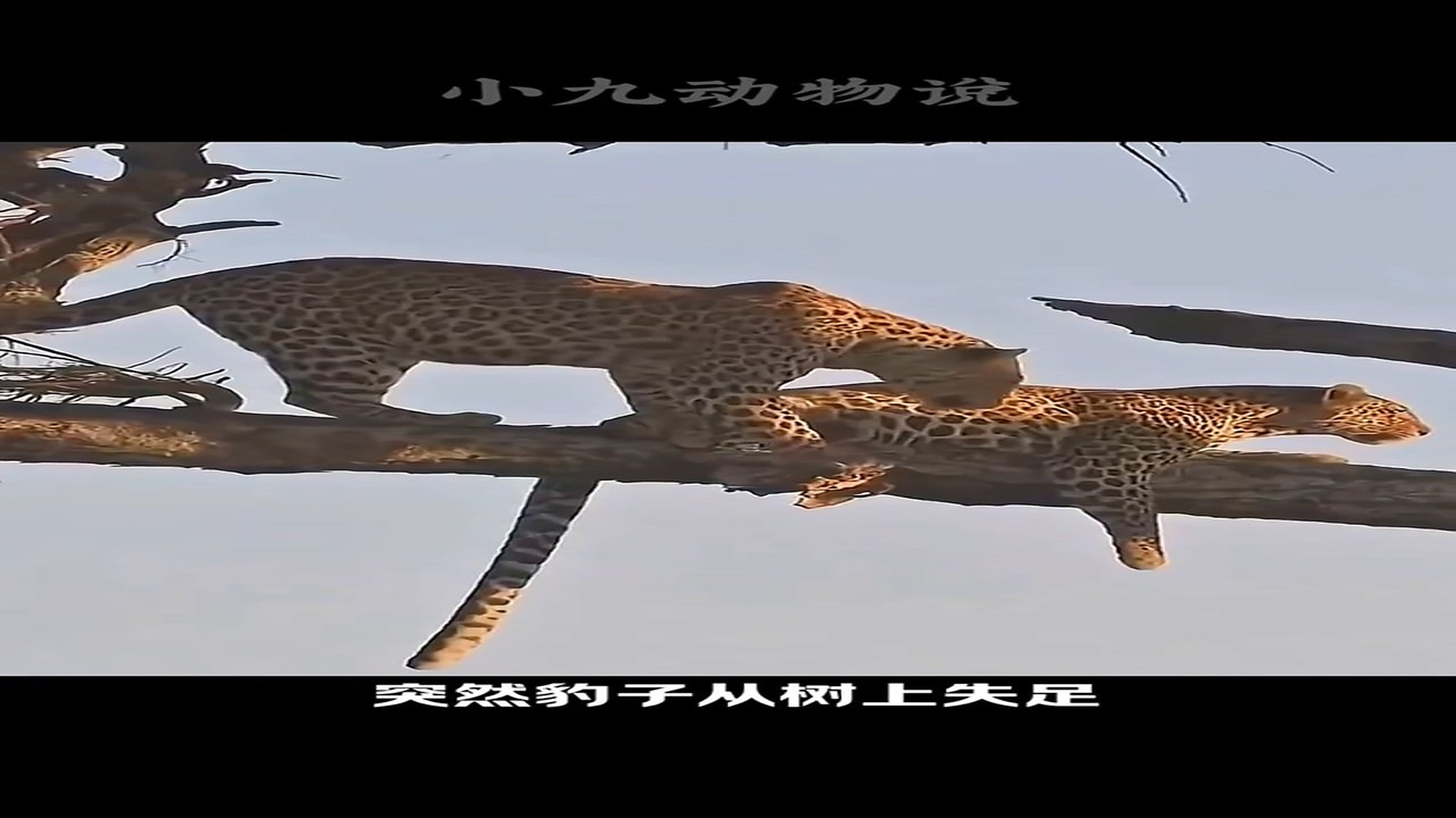 Full Video : H0107002_Heartbreaking Rescue Of A Helpless Animal