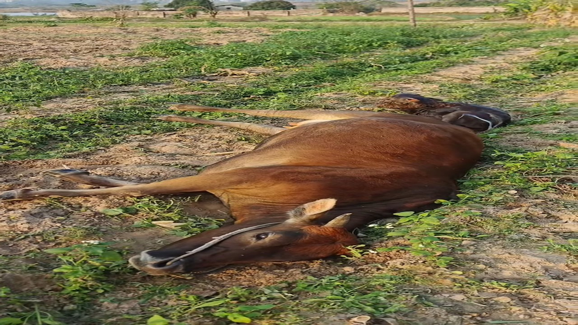 Full Video : H0107039_This calf was brought into the world at the cost of its mother’s life. I will care for it with all m