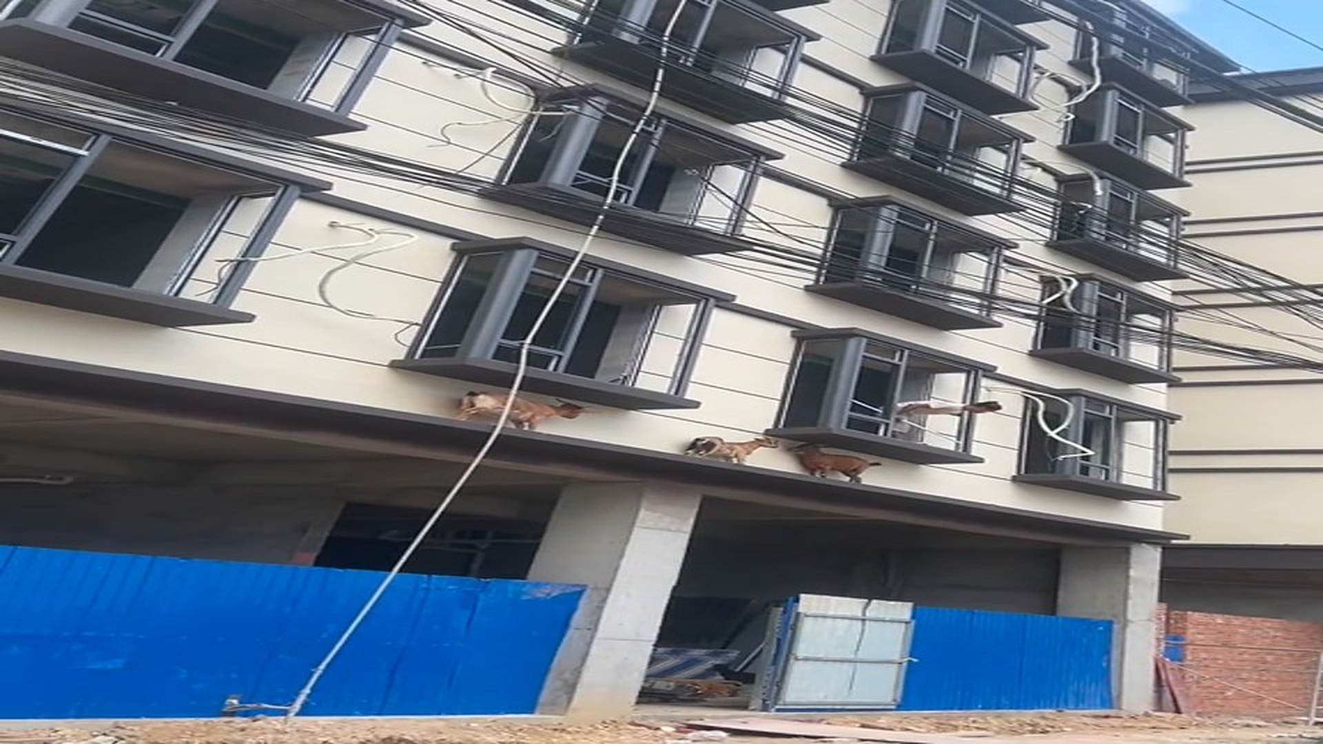 Full Video : H0107029_Rescued Animal Takes Its First Step Toward Safety