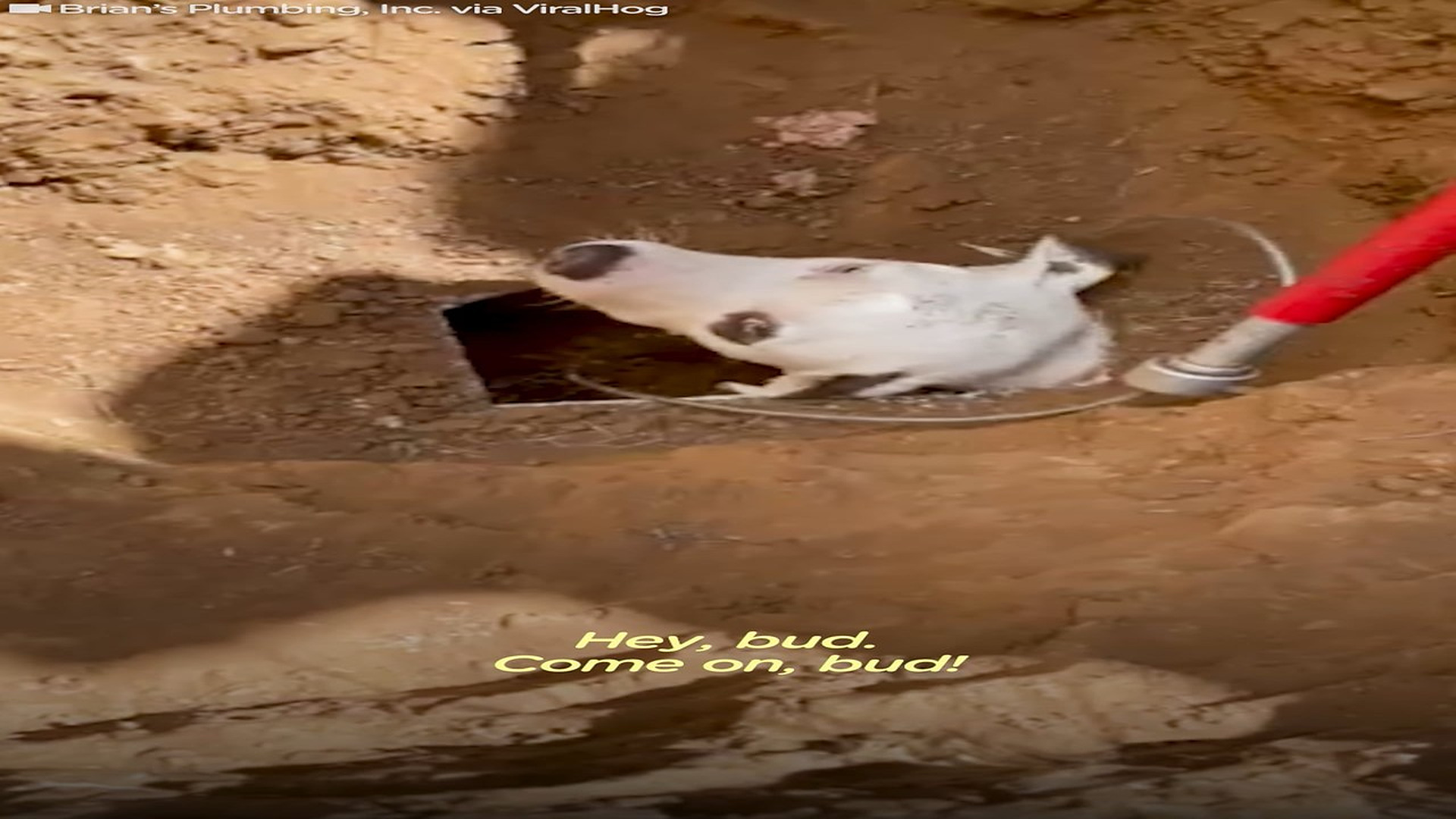 Full Video : H0307026_Stray Dog Finally Gets Freed Drainpipe