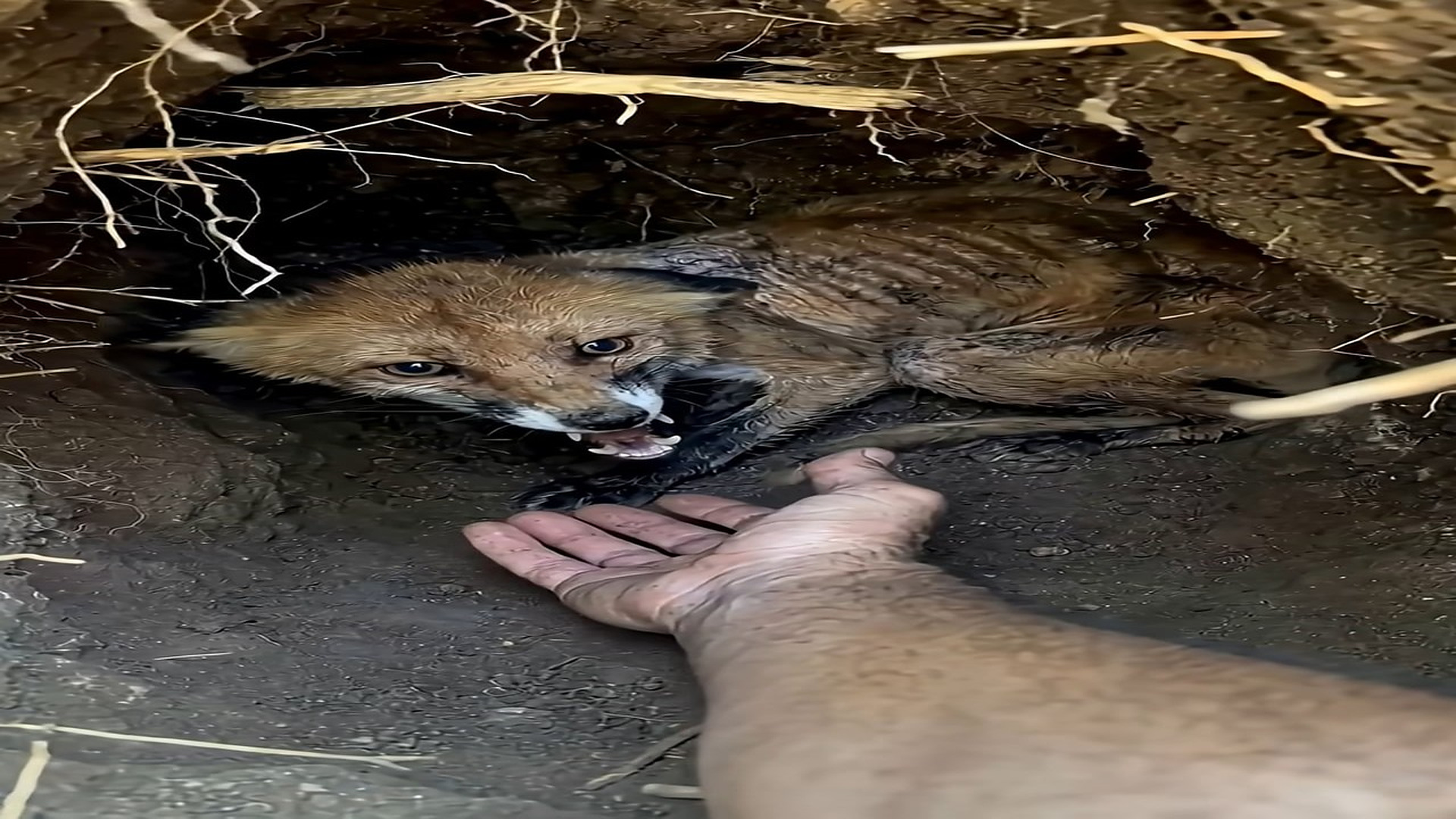 Full Video : H0307025_MALNUTRITED fox trapped in a hole is saved, what happened to her is heartbreaking
