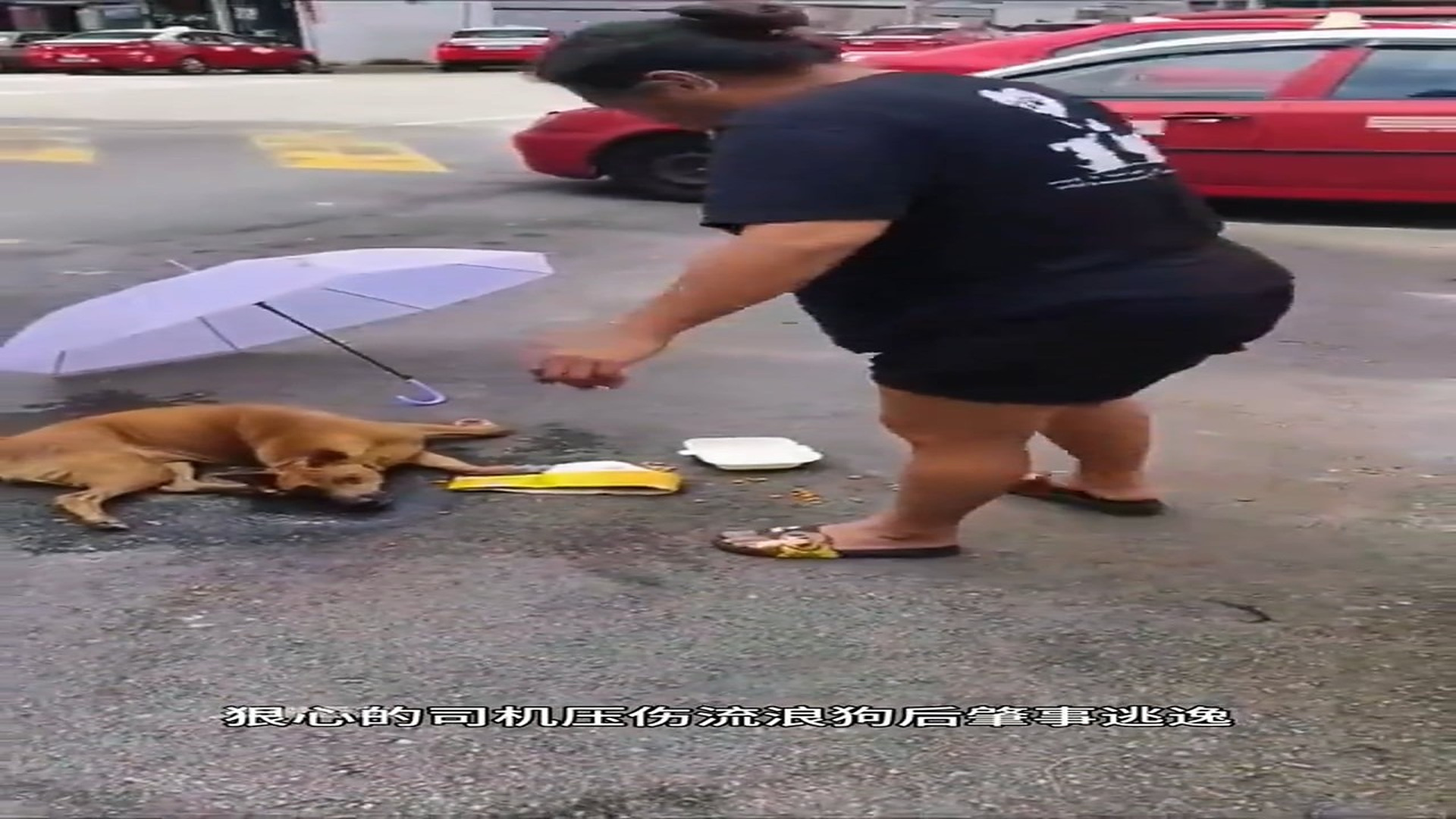 Full Video : H0307028_Abandoned Animal Finally Finds Hope