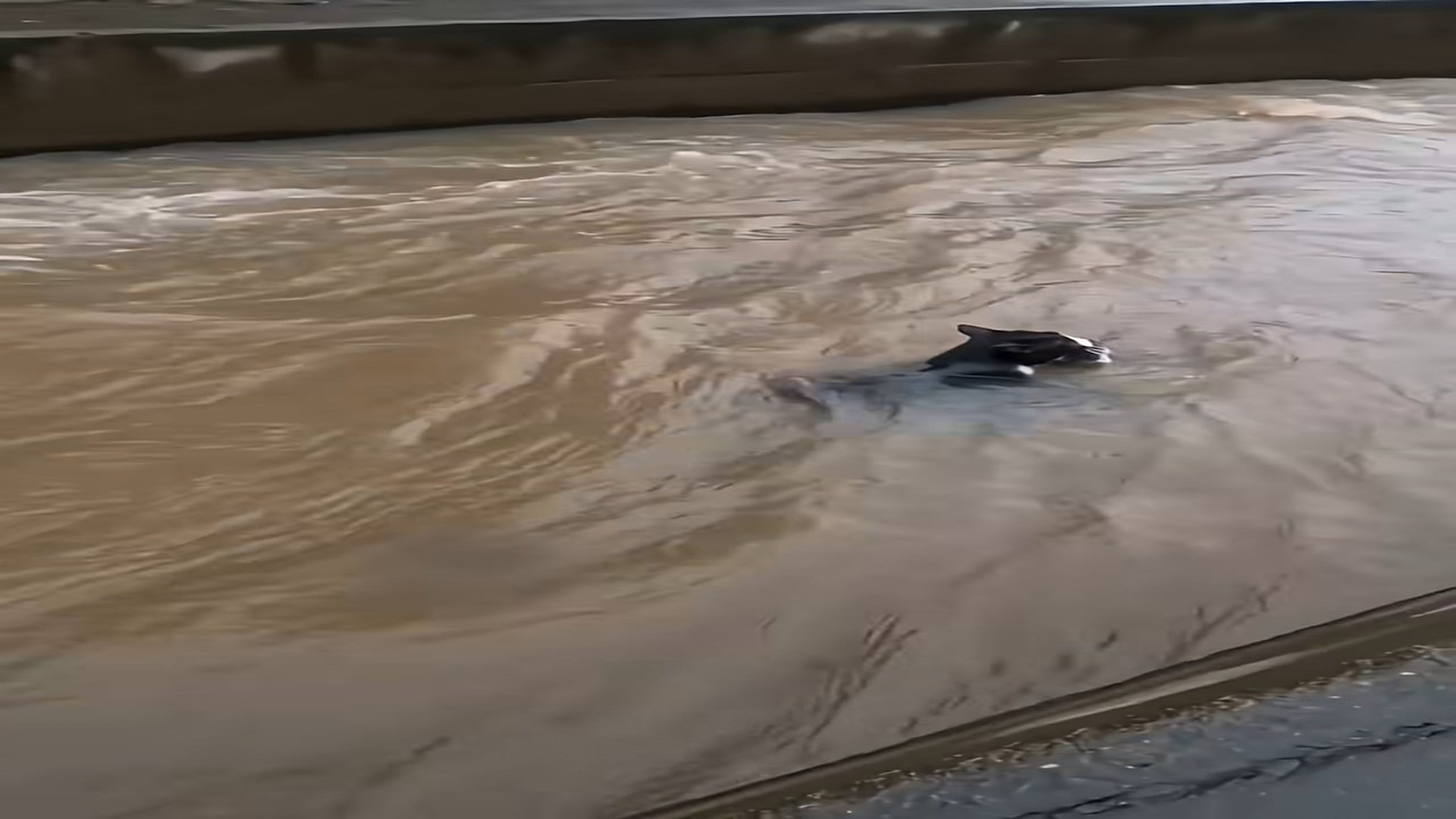 Full Video : H0307023_Mother jumps into the flood to save her baby, what happens is exciting