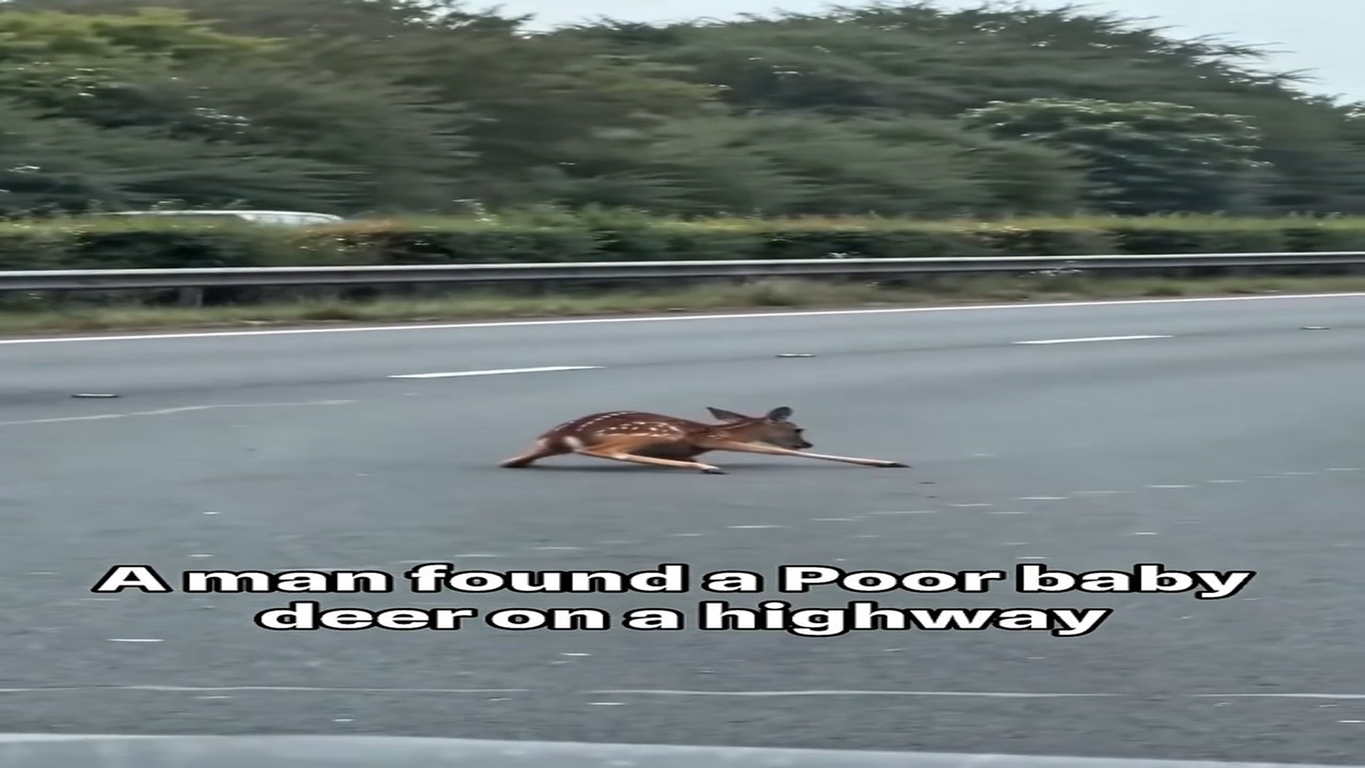 Full Video : H0307024_One Small Act Of Kindness Changed This Baby Deer's Entire Life. This Soft Hearted Man Rescue A Baby