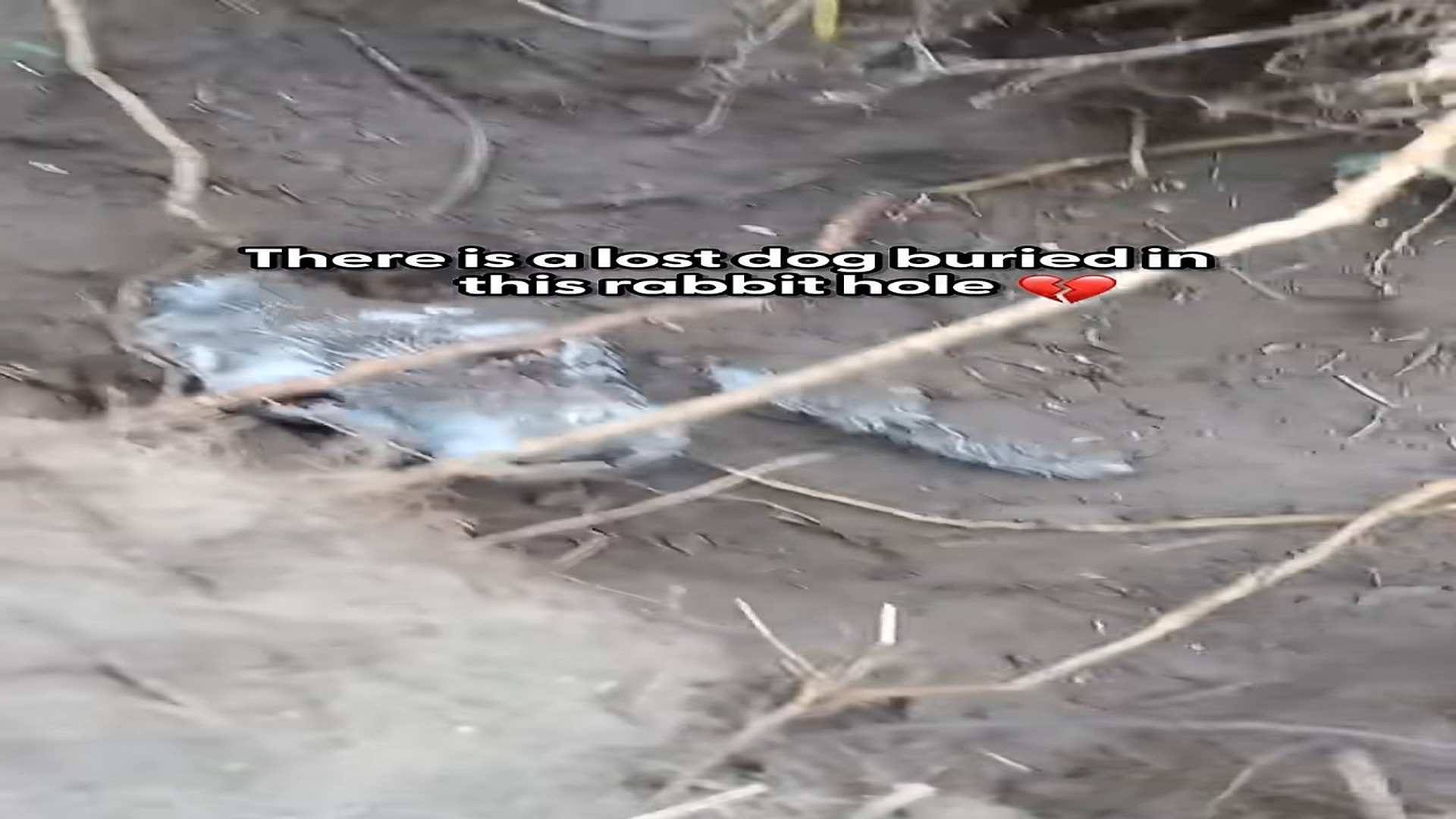 Full Video : H0307022_Lost Dog Found Buried In A Rabbit Hole Finally Goes Home | The Dodo