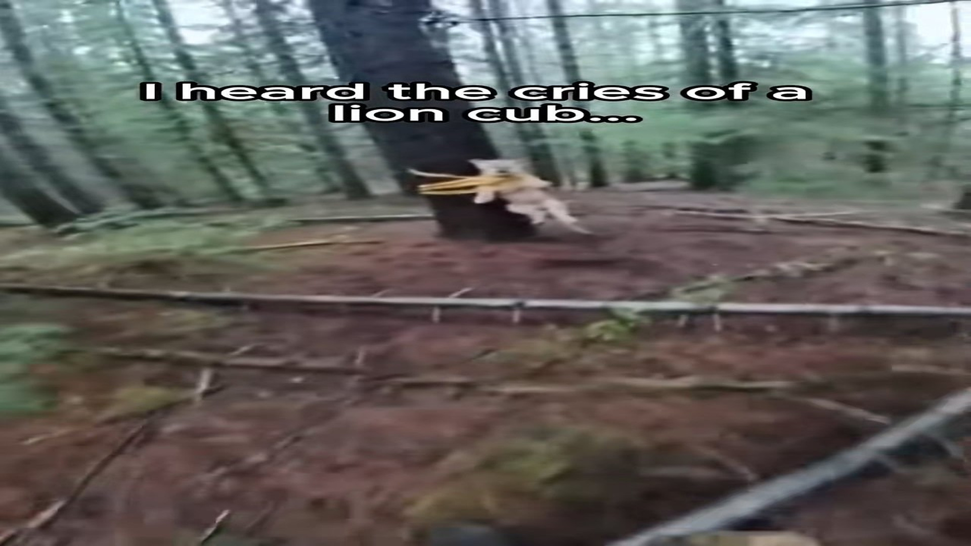 Full Video : H0307019_I Found Him Strapped to a Tree. I Had to Act Fast… ��