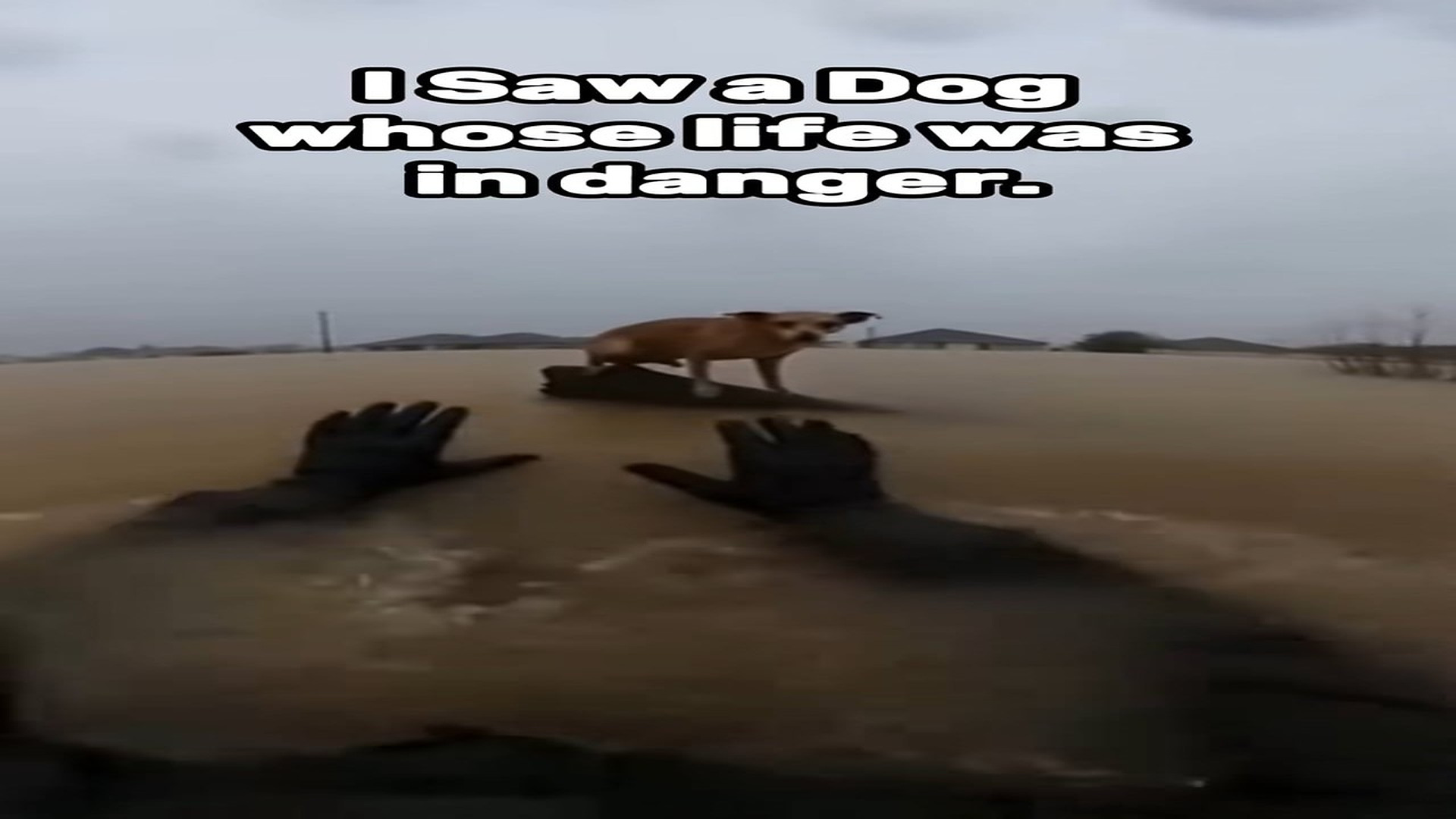 Full Video : H0307017_Dog stuck in flood rescued by brave man