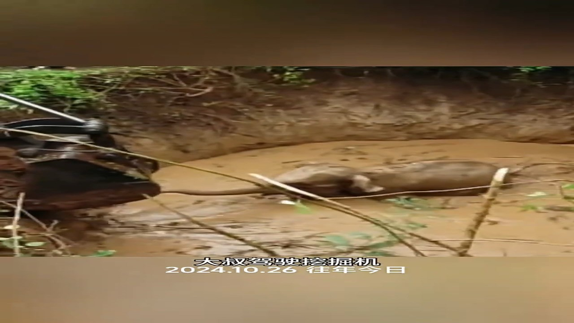 Full Video : H0307006_Heartbreaking Rescue Of A Helpless Animal