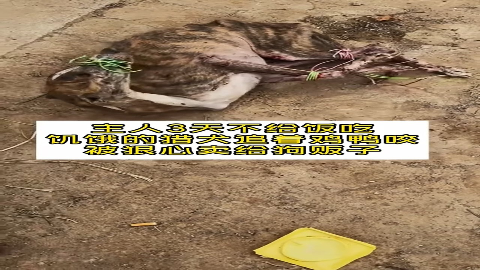 Full Video : H0307003_Trapped Animal Cries For Rescue