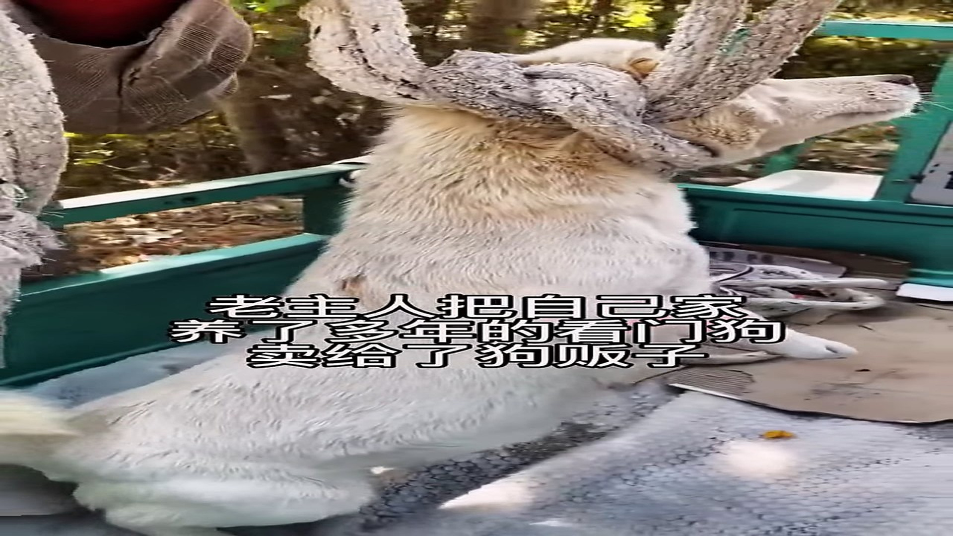 Full Video : H0307002_Emotional Animal Rescue That Changed Everything