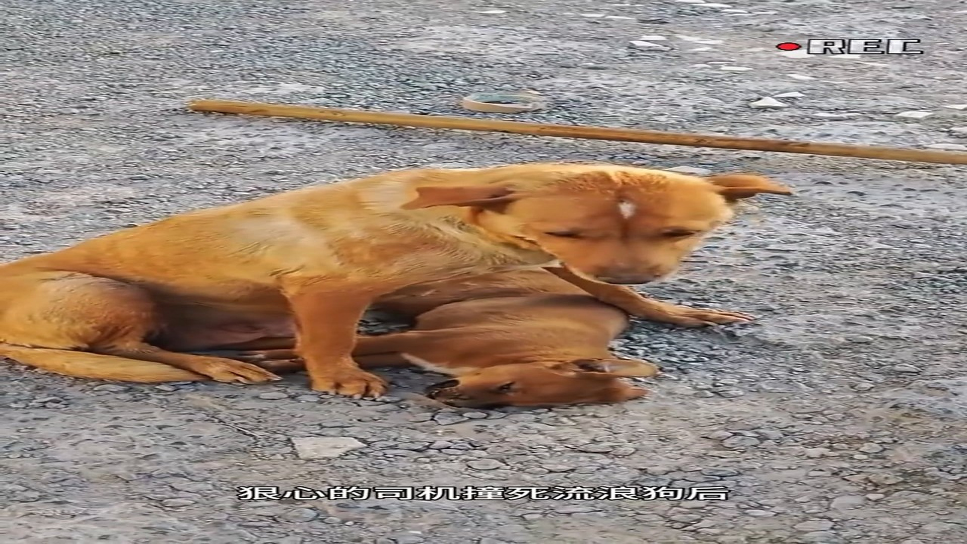 Full Video : H0307004_Poor Animal Could Barely Move Before Rescue