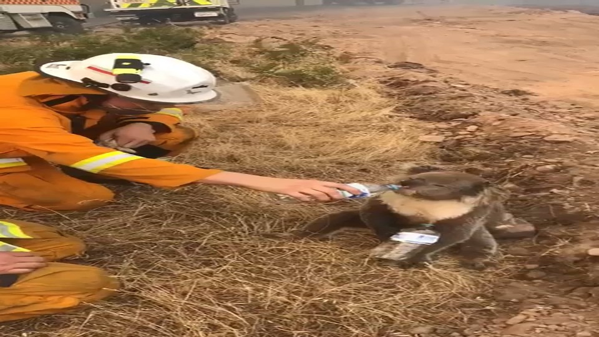 Full Video : H0407042_Firefighters from Oakbank Balhannah CFS in South Australia give water to a dehydrated Koala. ❤️