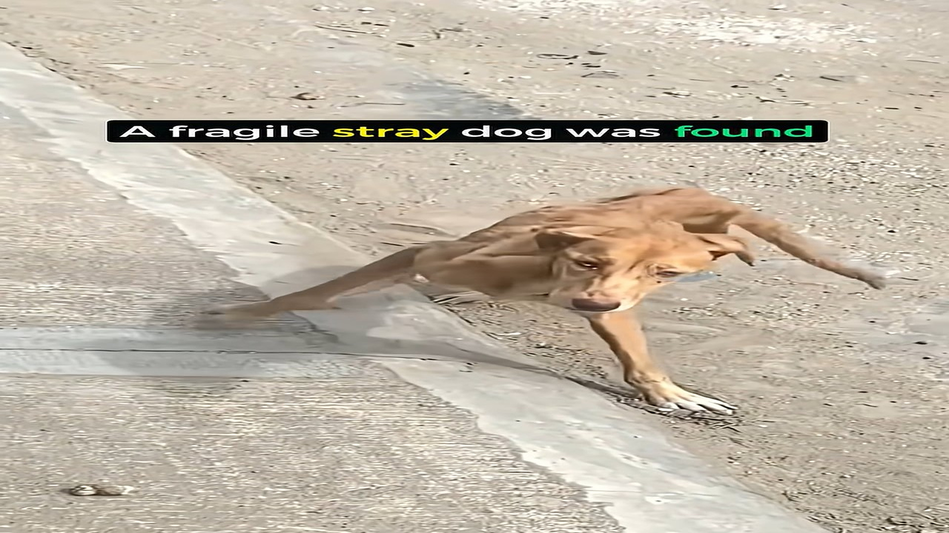 Full Video : H0407038_A Starving Stray Dog Too Weak to Walk Finally Gets the Help She Desperately Needed