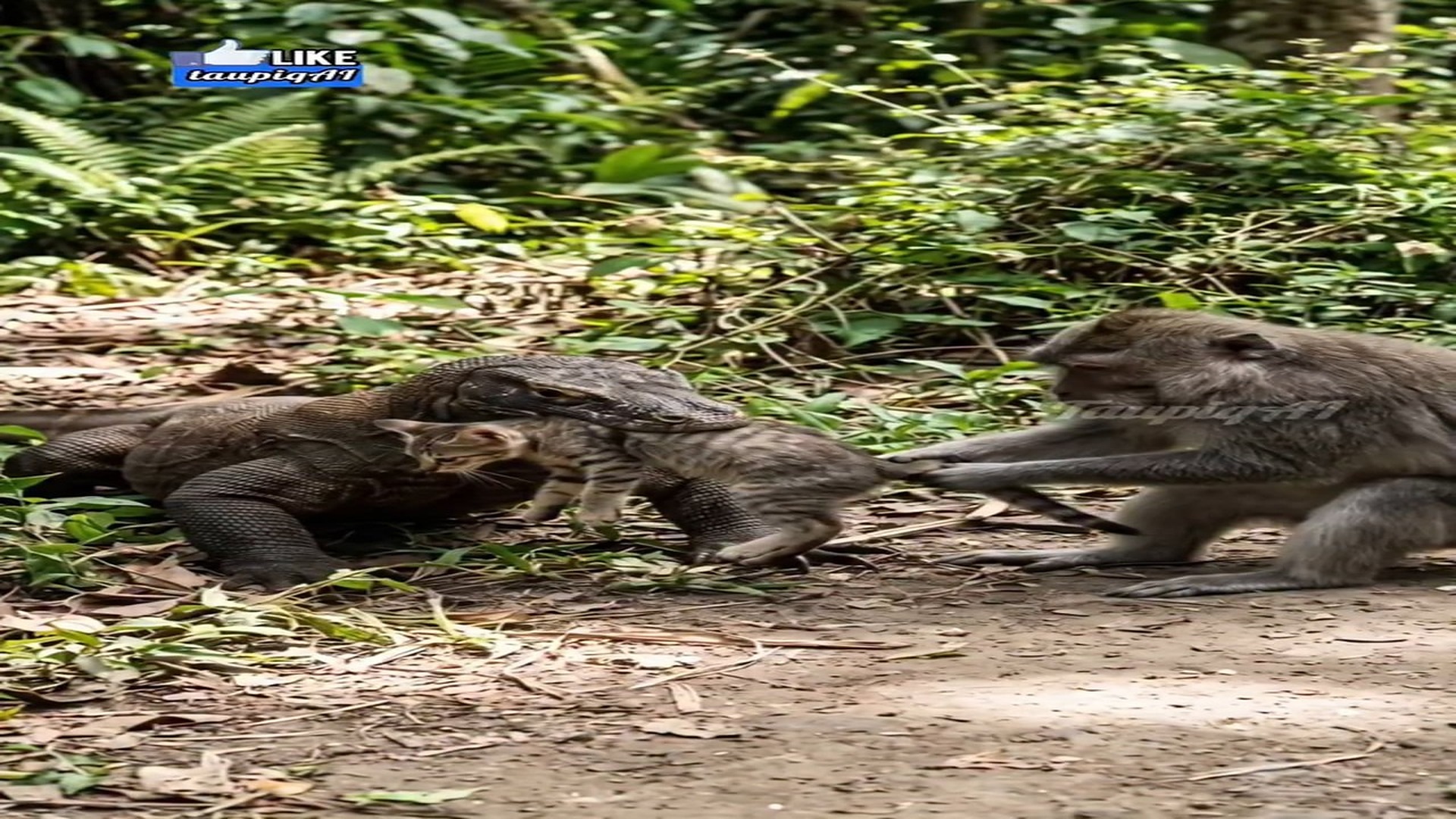 Full Video : H0407031_Solidaritas hewan, monyet pemberani selamatin si meong dari biawak