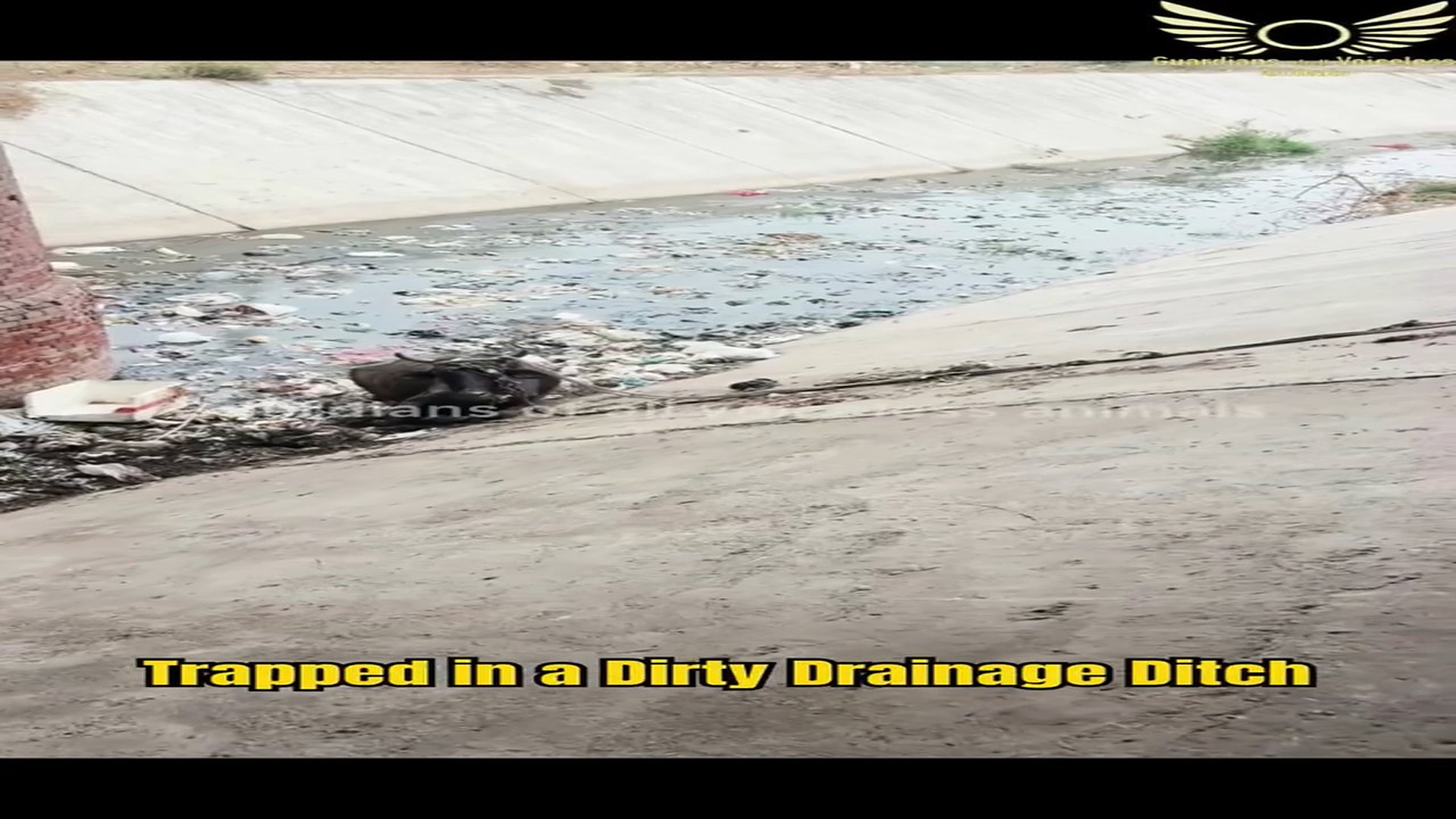 Full Video : H0407029_Trapped in a Dirty Drainage Ditch Yesterday, we received a call about
