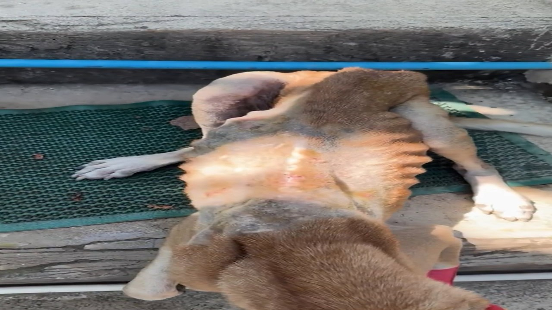 Full Video : H0407028_When Rocky first came to us, he was in rough shape. Abandoned at an old a