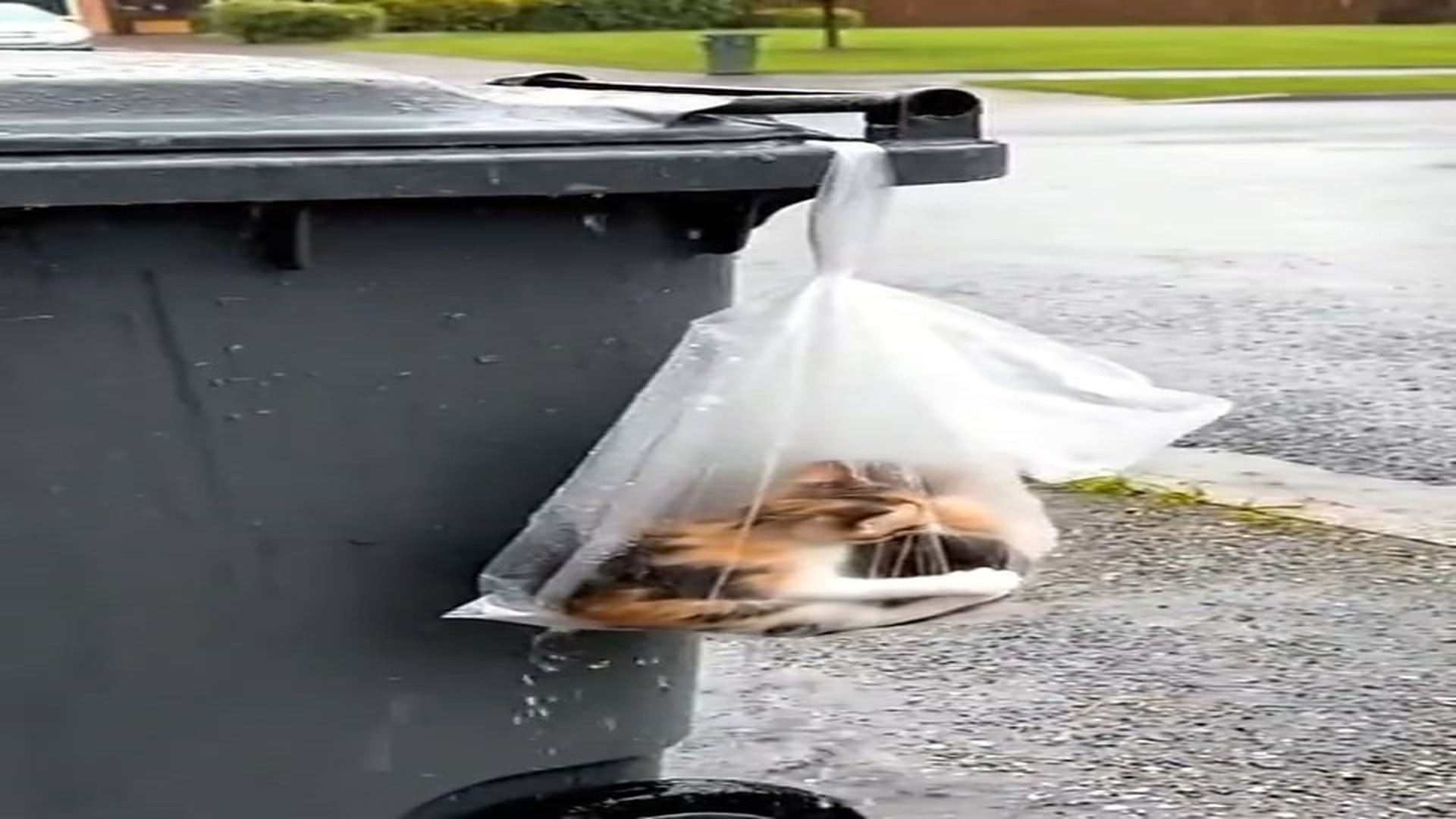 Full Video : H0407018_Animal Rescue Story