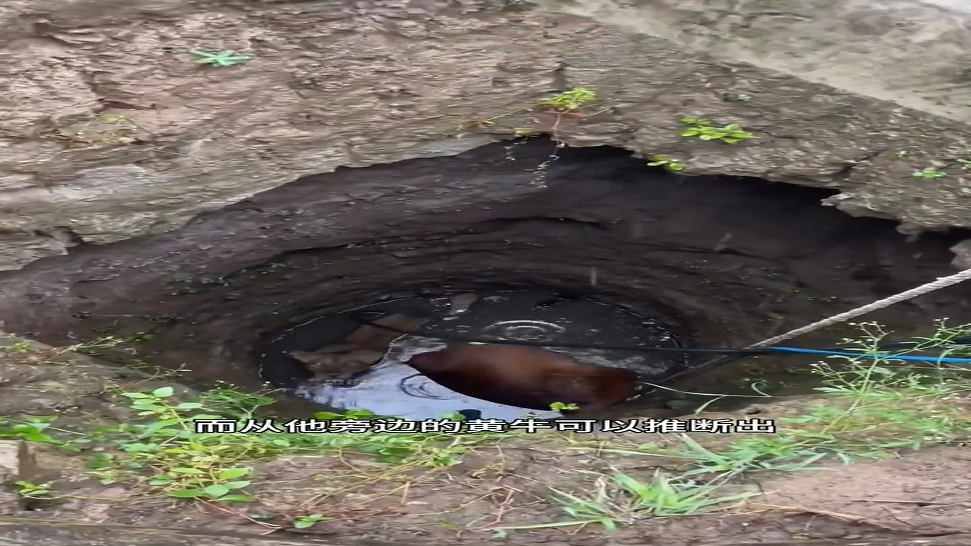 Full Video : H0407008_Animal Rescue Story That Will Melt Your Heart