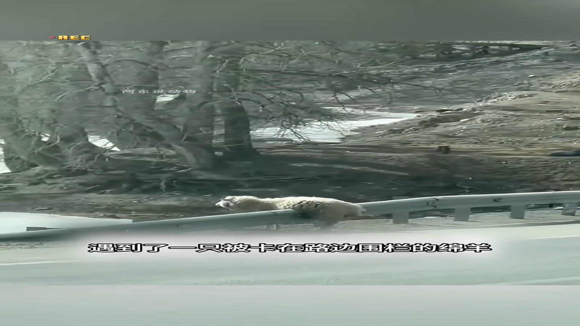 Full Video : H0407009_Animal Rescue Story That Will Melt Your Heart