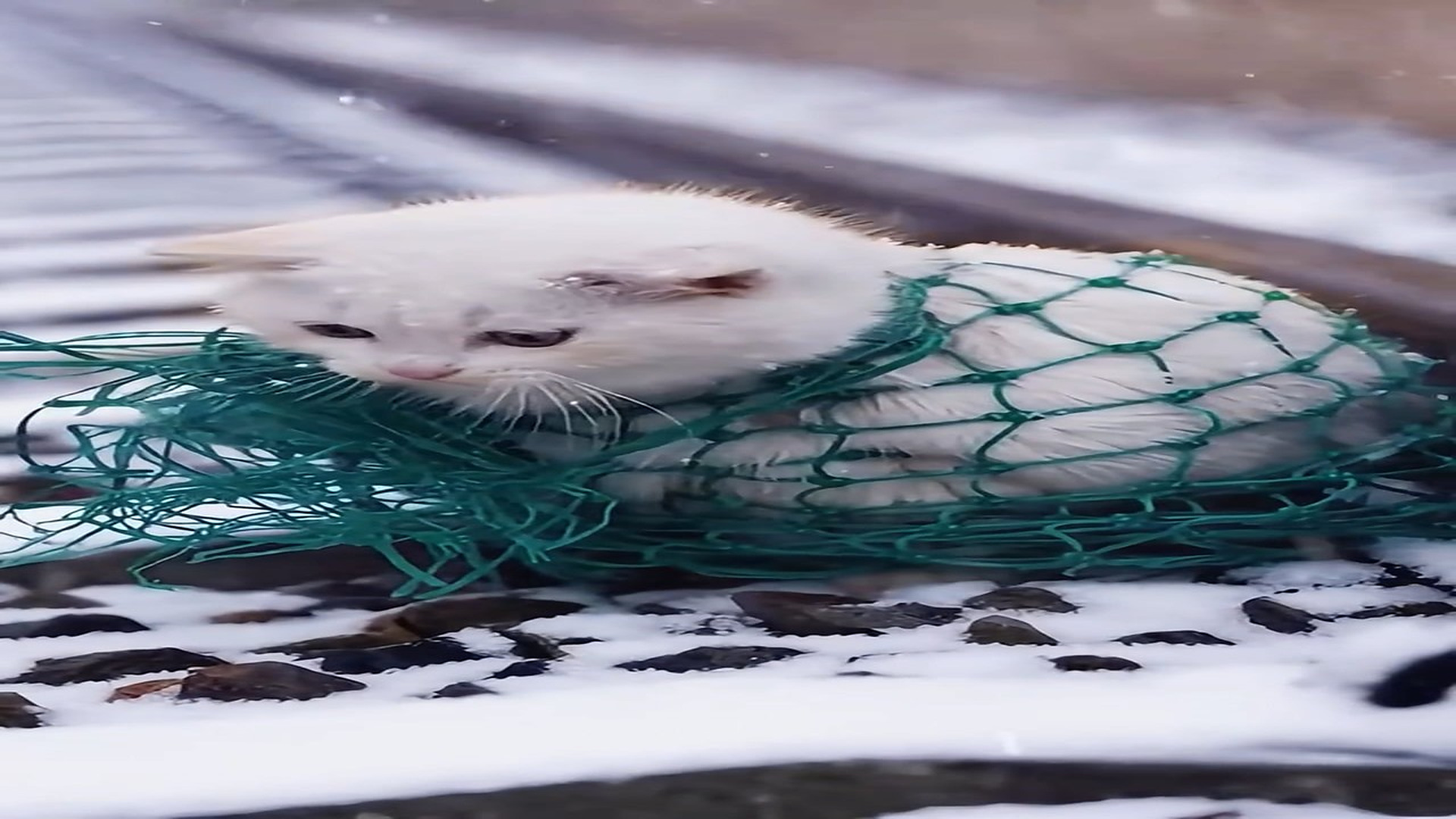 Full Video : H0407005_Rescuers Race To Save A Helpless Animal