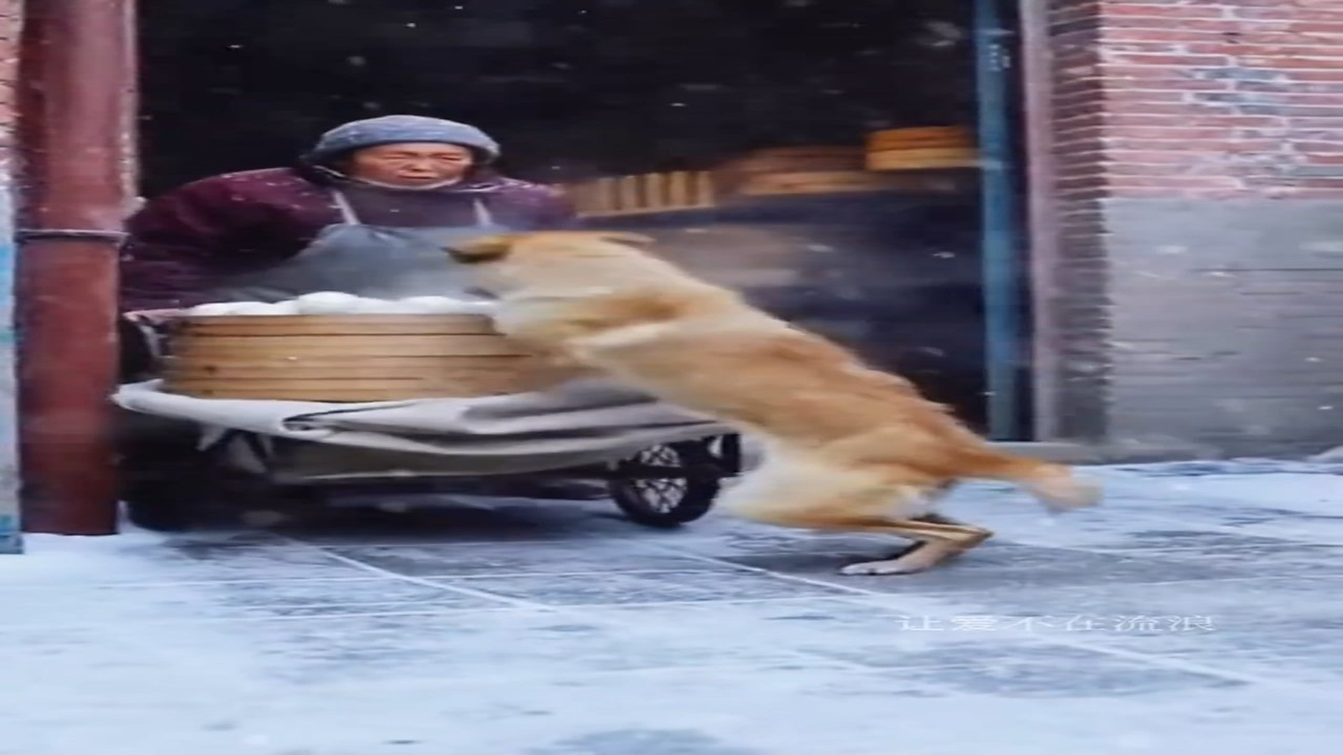 Full Video : H0407002_Animal Rescue Story That Will Melt Your Heart