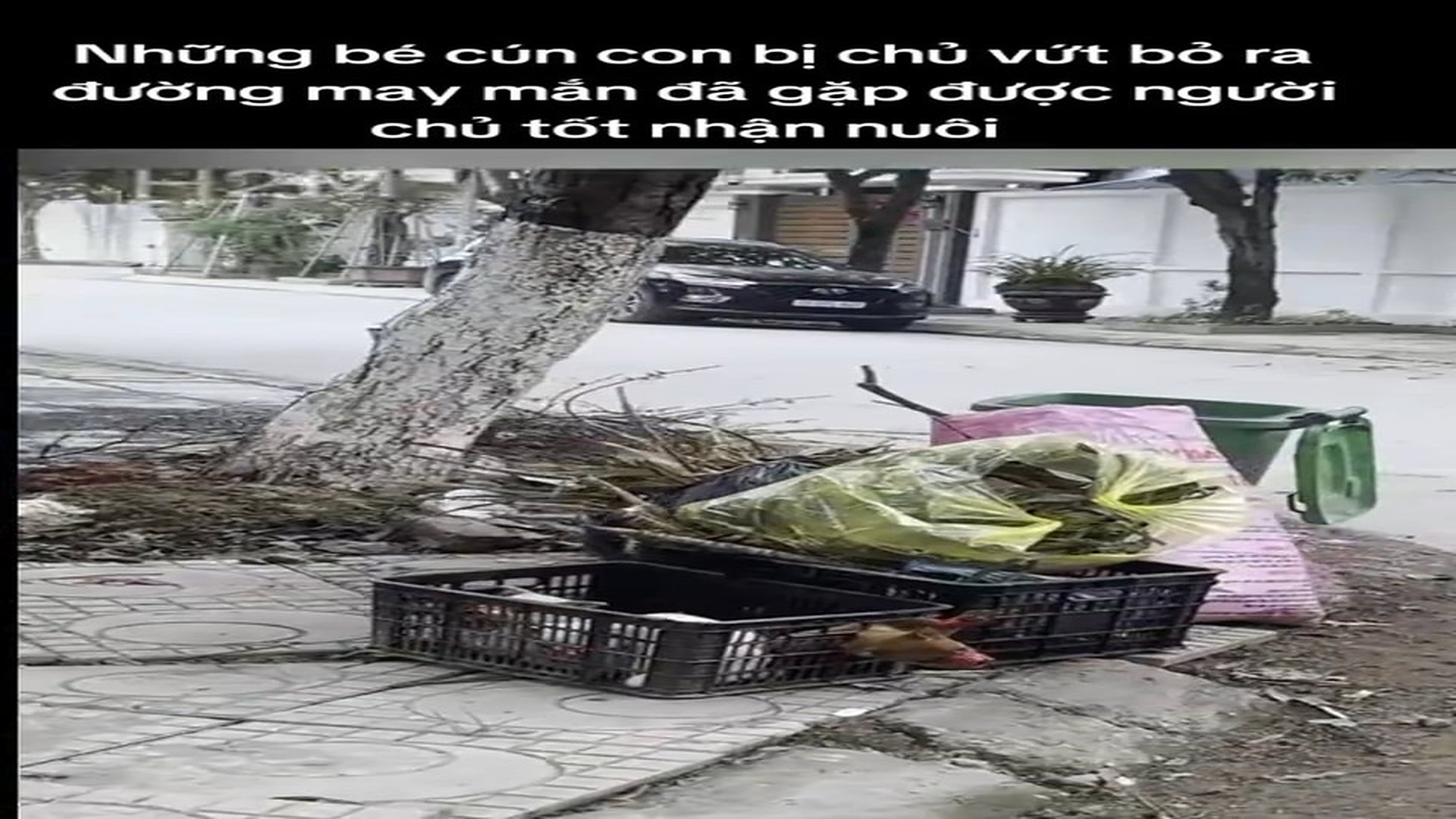 Full Video : H0607027_Emotional Animal Rescue That Changed Everything