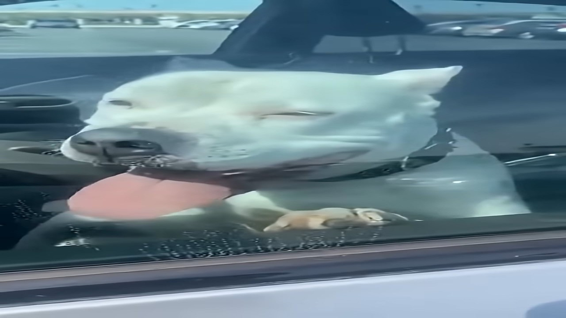Full Video : H0607026_Man Breaks Car Window To Save Dog Trapped In Scorching Heat