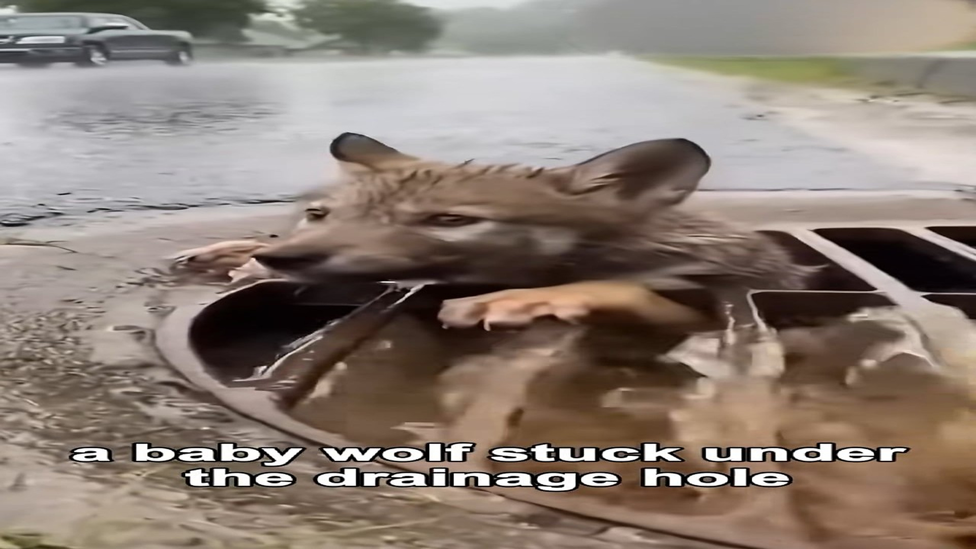 Full Video : H0607025_I Dug A Wolf From Drainage Hole During Heavy Rain