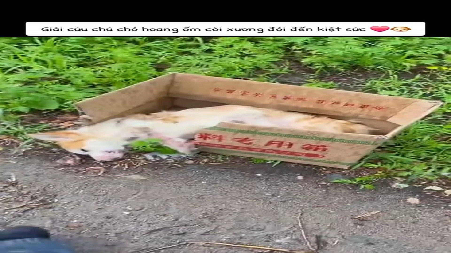 Full Video : H0607021_Animal Rescue Moment That Feels Like A Miracle