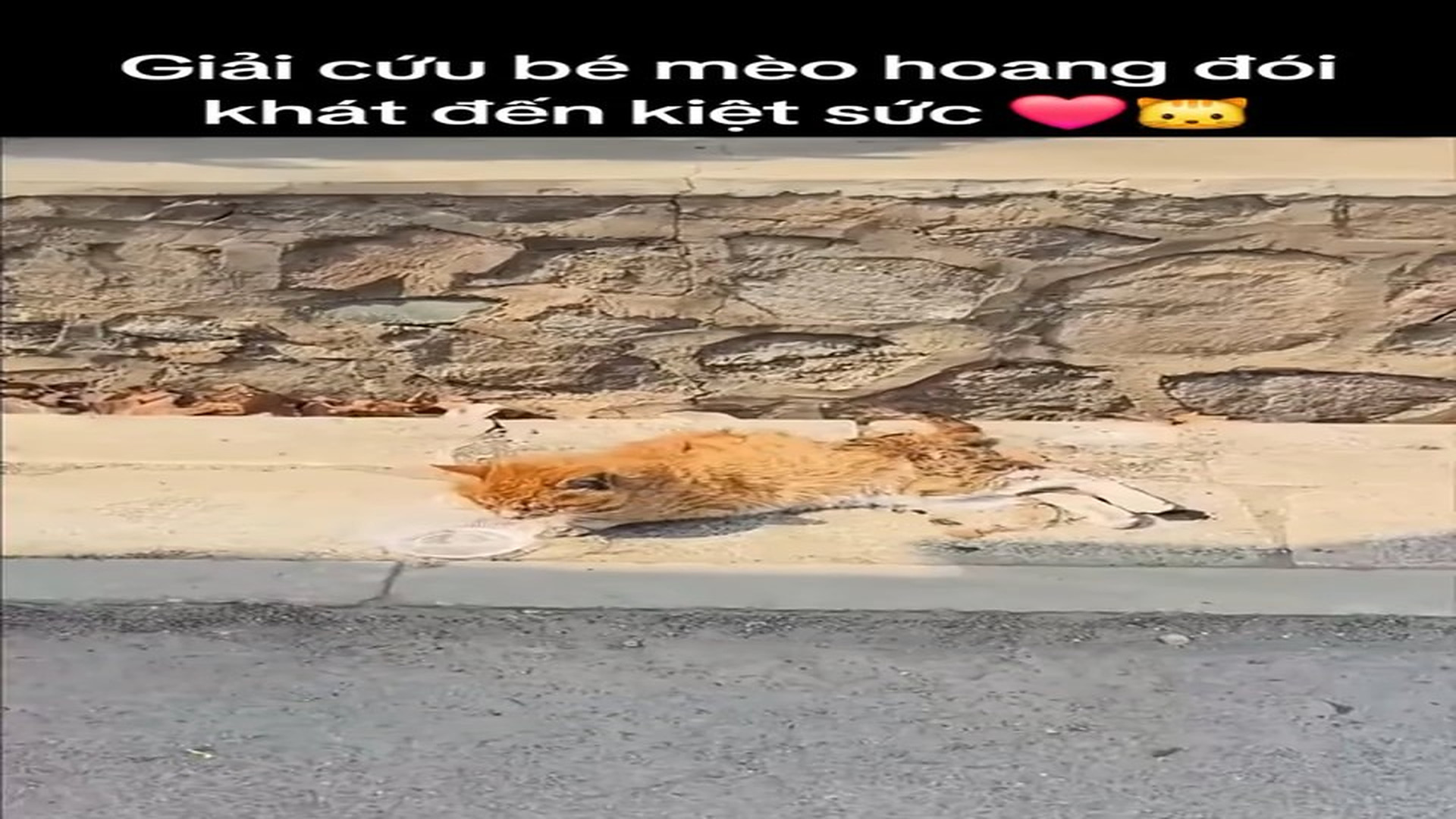 Full Video : H0607020_Weak Animal Saved Before It Was Too Late