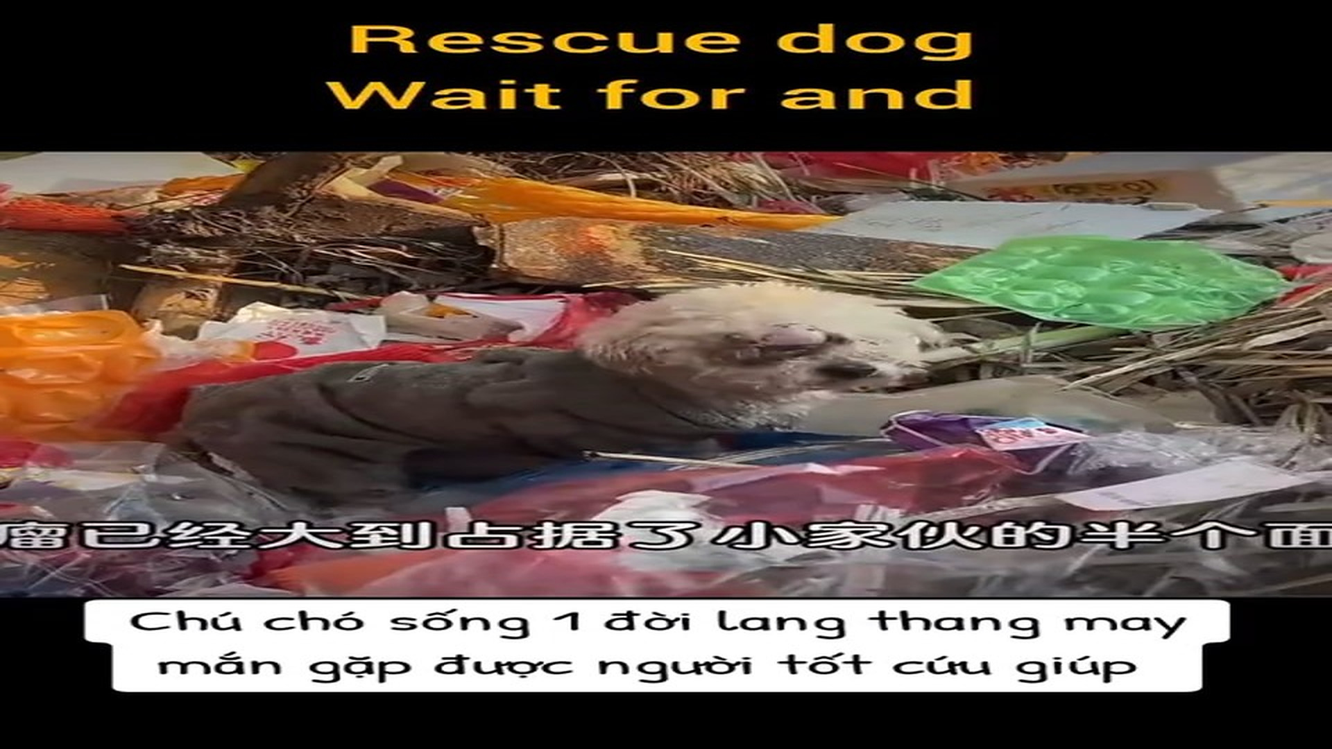 Full Video : H0607019_Poor Animal Cries Until Help Finally Arrives