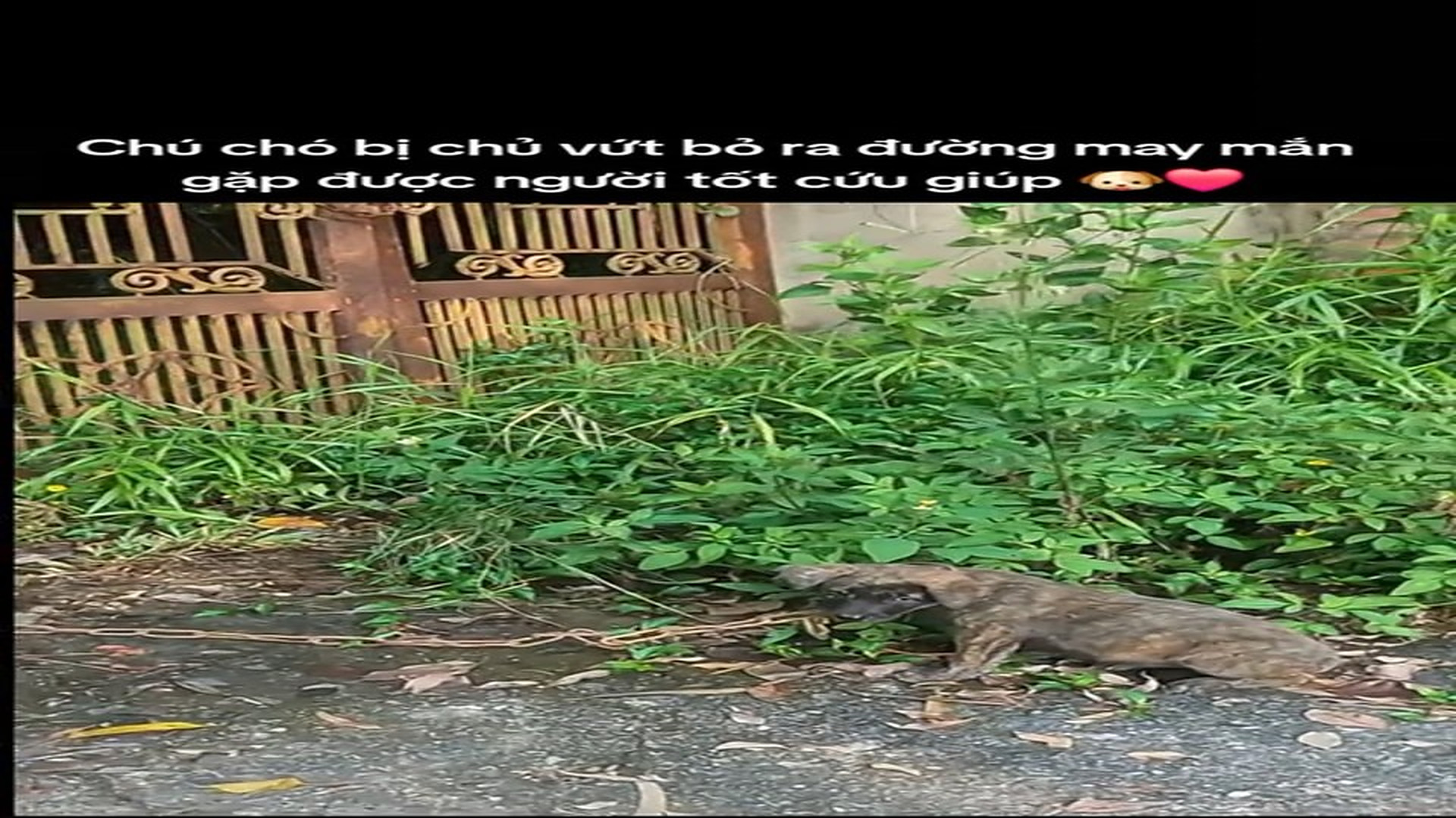 Full Video : H0607018_This Animal Rescue Story Is Truly Heartbreaking