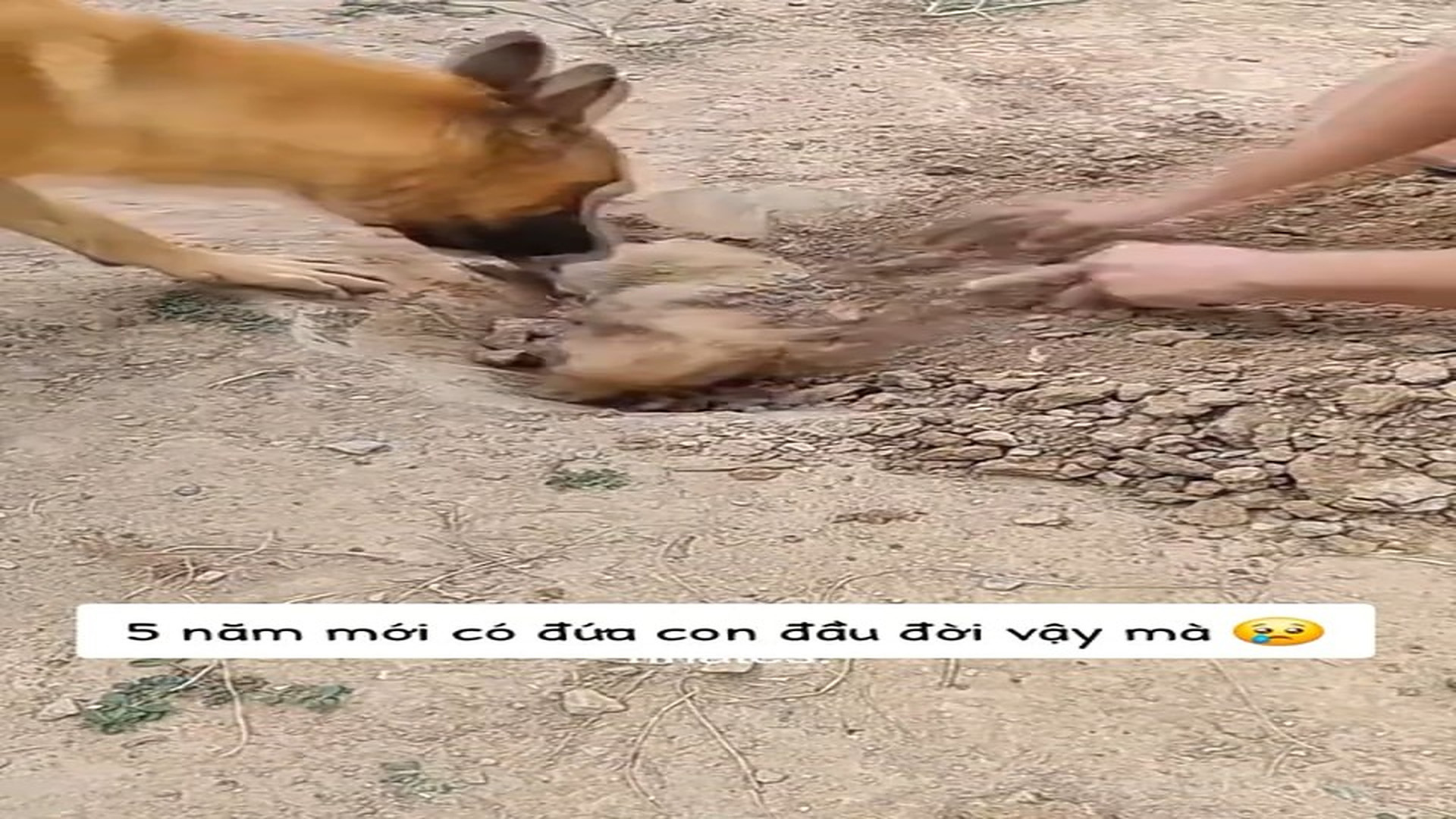 Full Video : H0607016_Scared Animal Waits For Someone To Save It