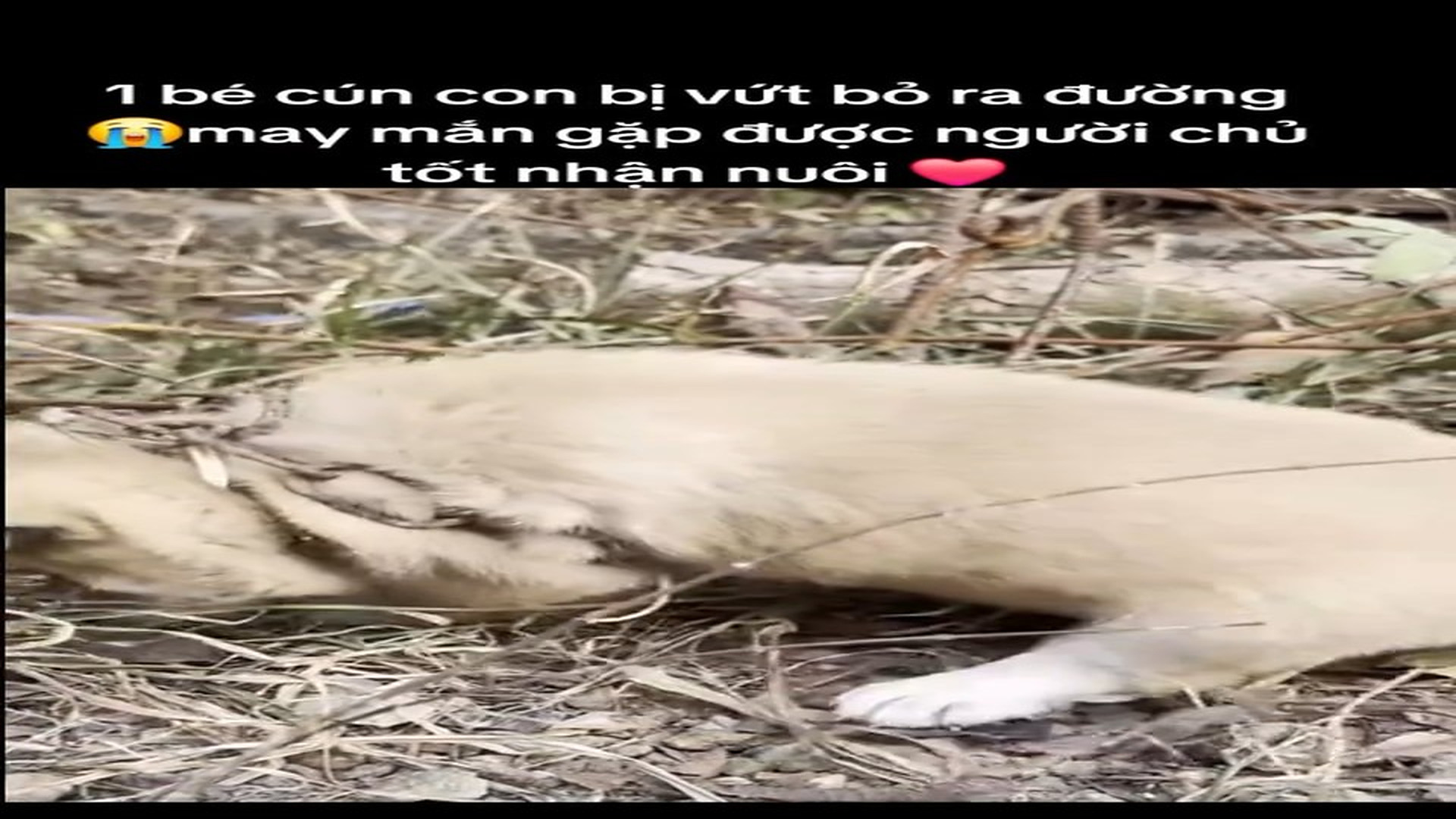 Full Video : H0607013_Wild Animal Rescued From A Dangerous Situation