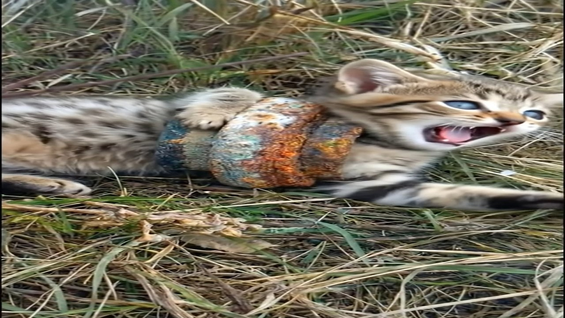 Full Video : H0707029_Cat Rescued Death Trap!