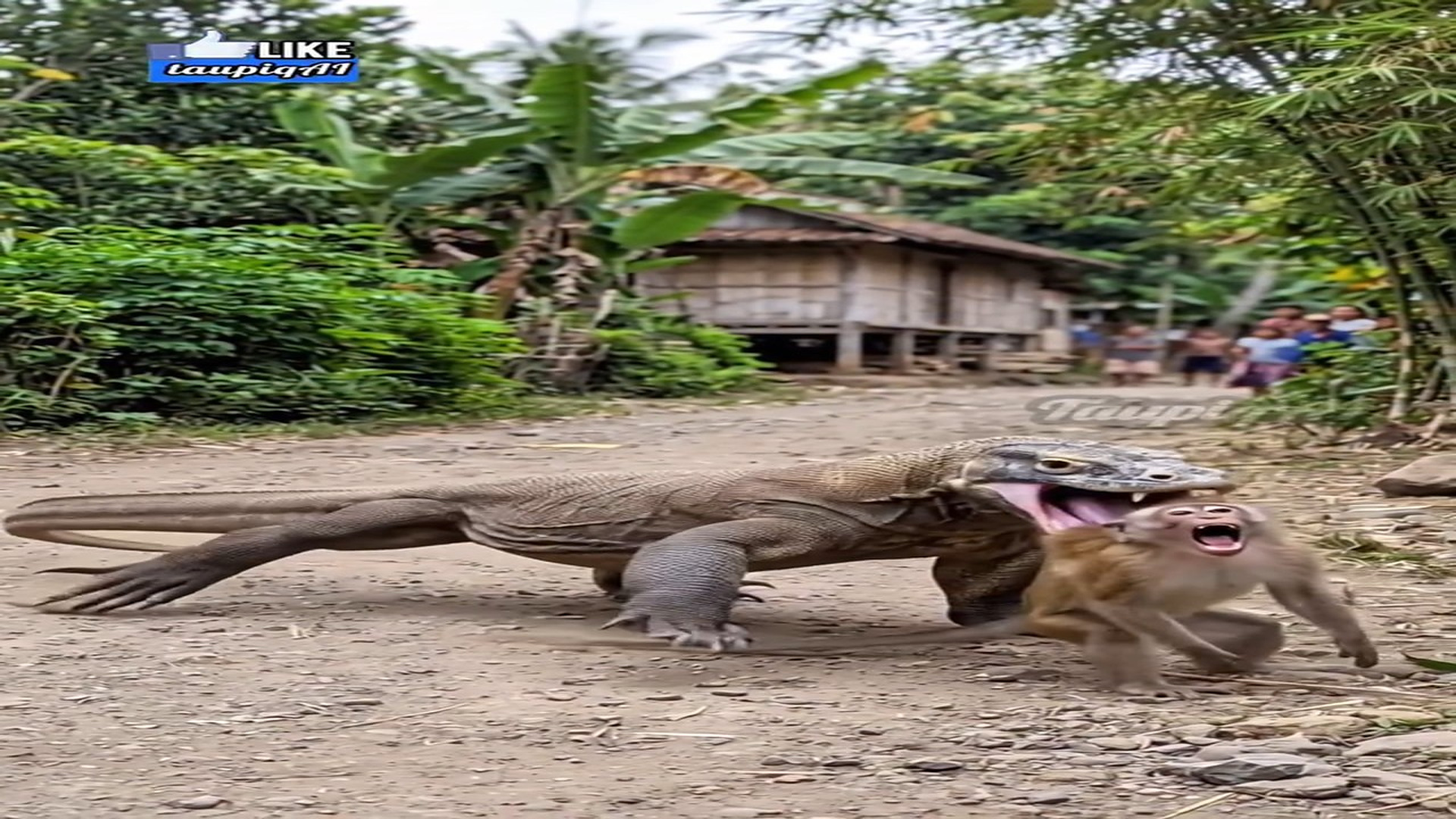 Full Video : H0707027_Dua anjing nekat lawan komodo demi selamatkan monyet ini