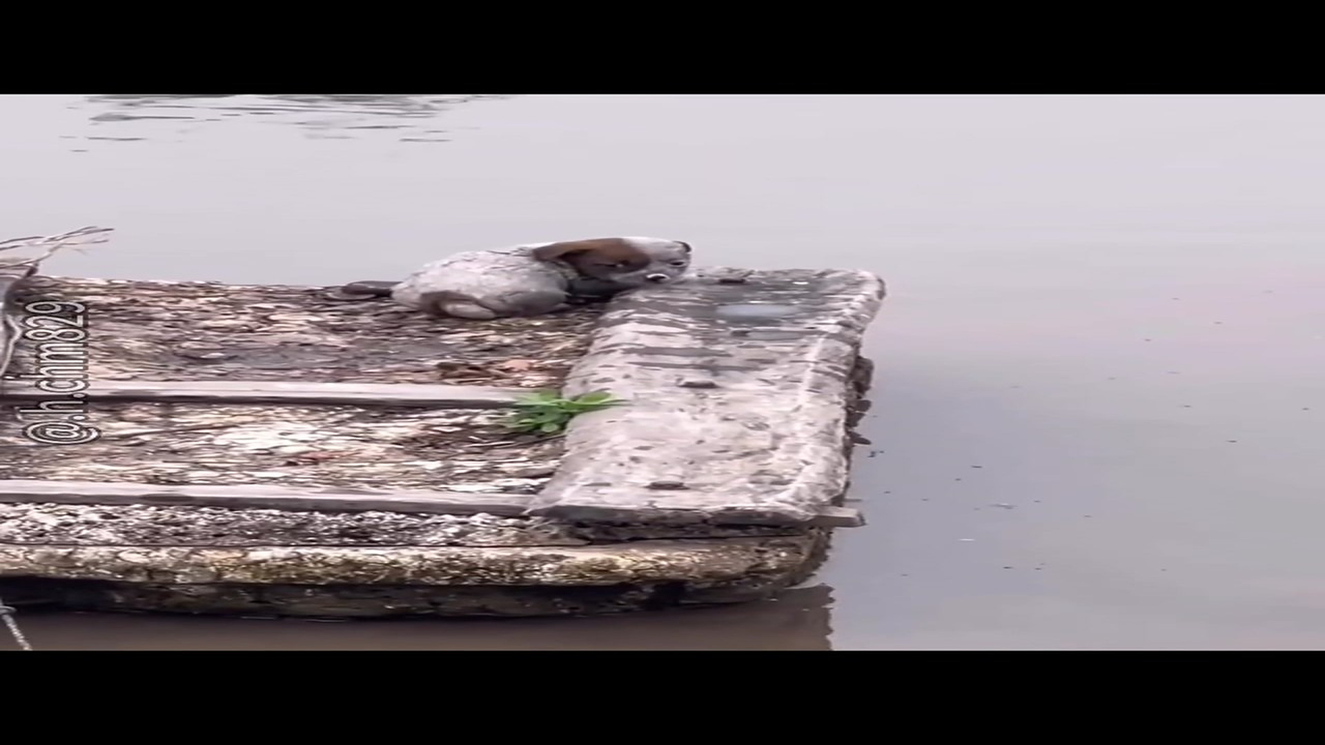 Full Video : H0707022_A dog was abandoned after a big flood, caught a cold cried help