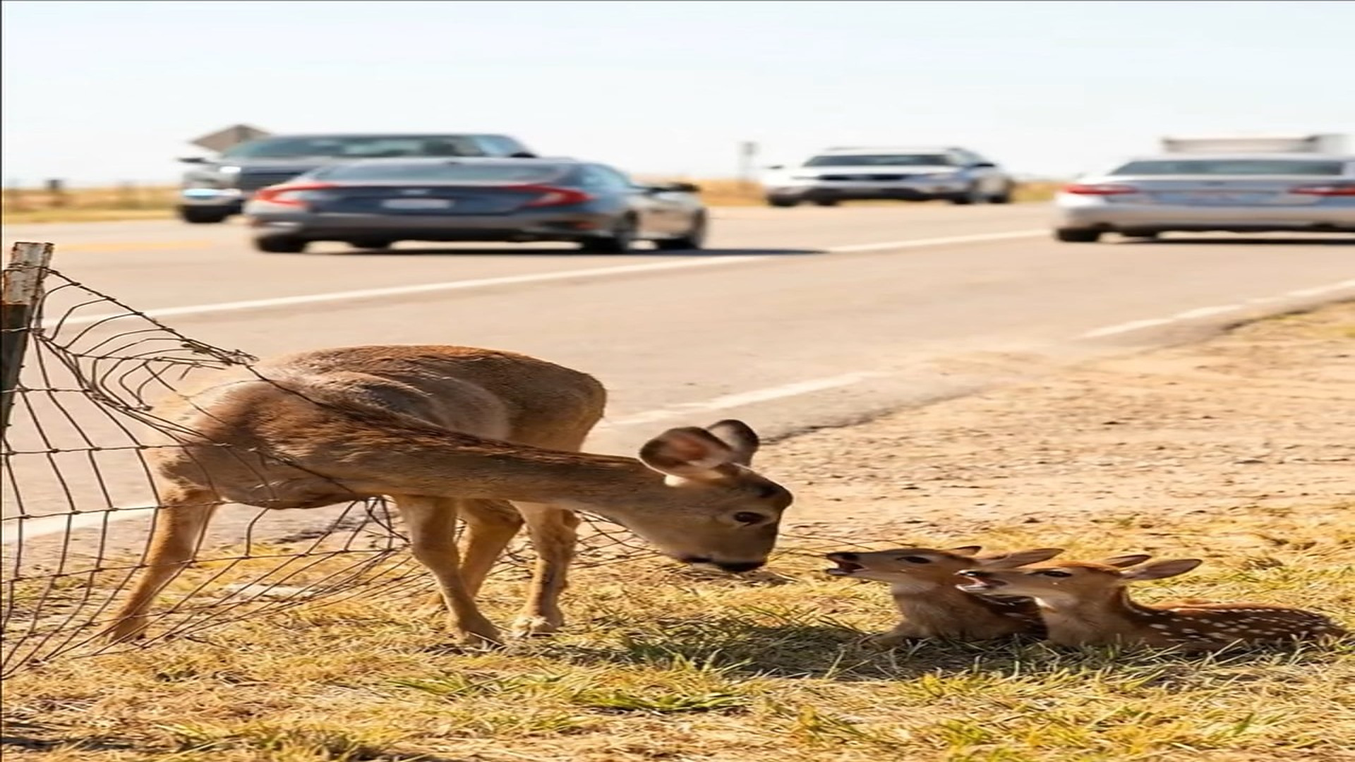 Full Video : H0707020_Her two babies were crying by busy highway most intense w
