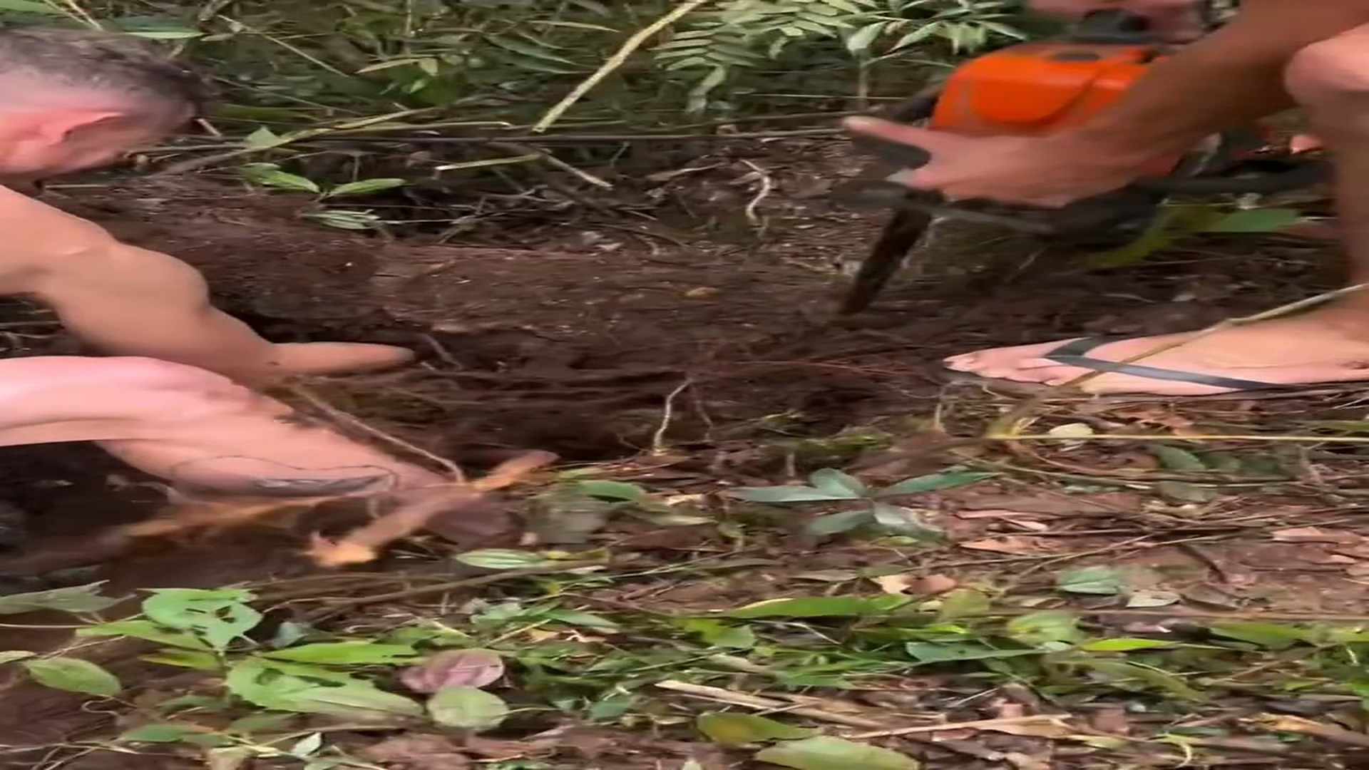 Full Video : H0707018_Removing a mare from the hole, almost 3 hours of intense attempts and