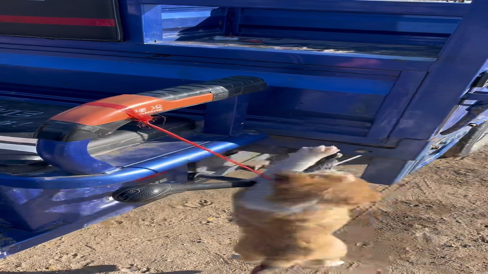 Full Video : H0707001_Rescued Animal Takes Its First Step Toward Safety