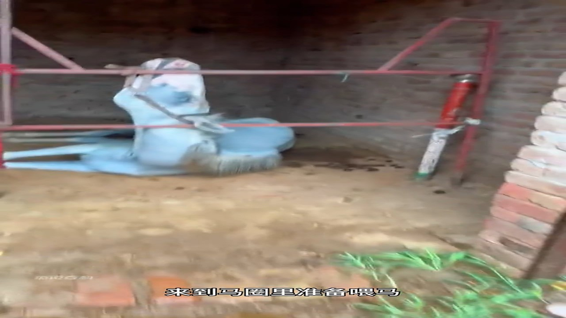 Full Video : H0707003_Abandoned Animal Saved From A Terrible Situation