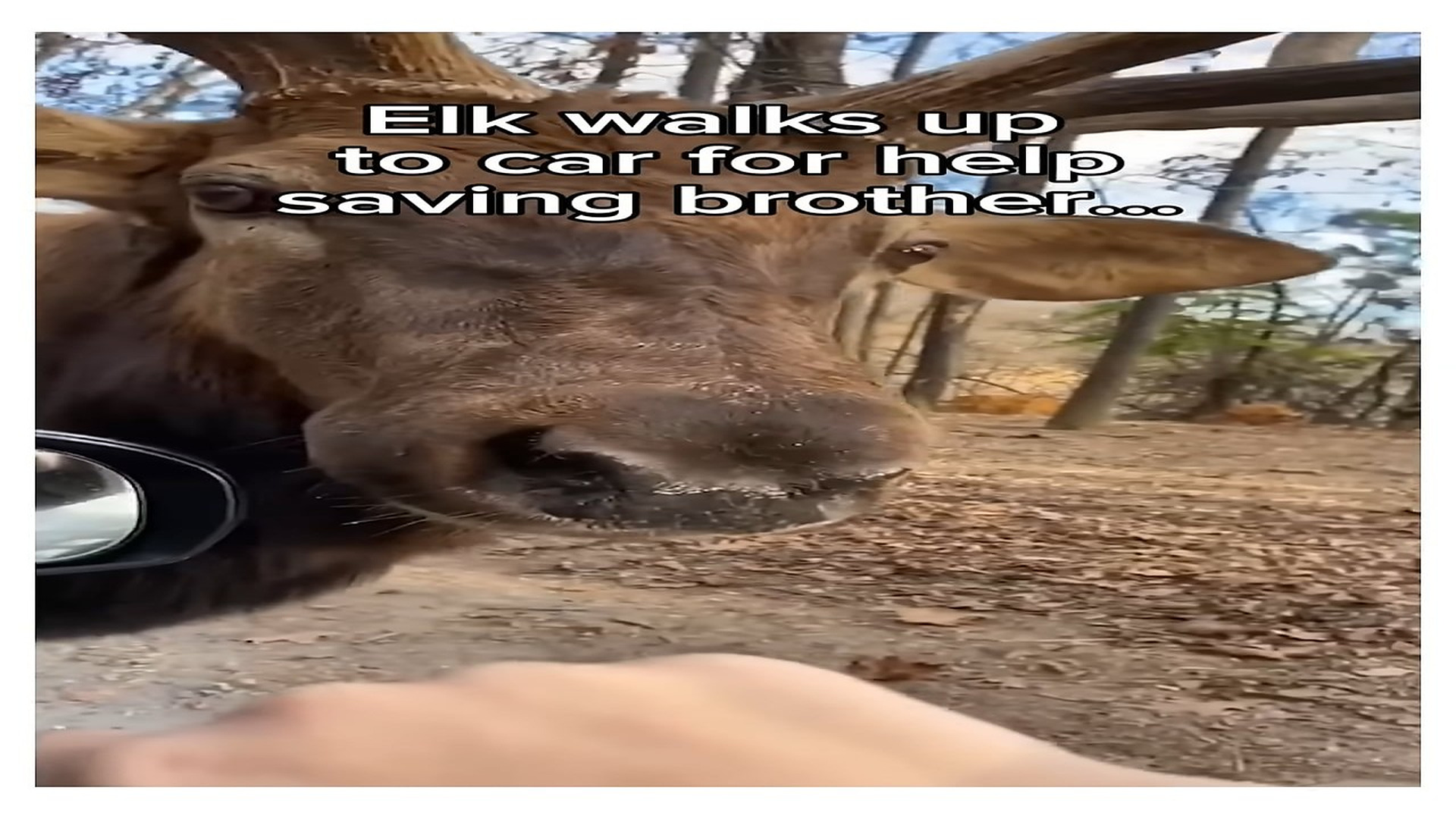 Full Video : H0807023_Elk saves his brother ♥️ #wholesome #animals