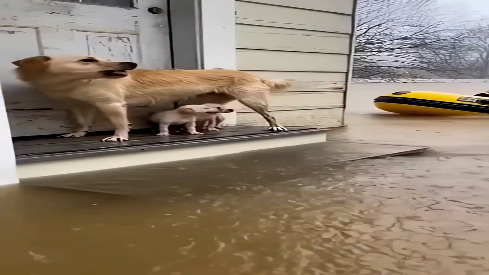 Full Video : H0807019_A mother dog protecting her puppy during a flood. AI-generated rescue reenactment. #dogrescue #flood