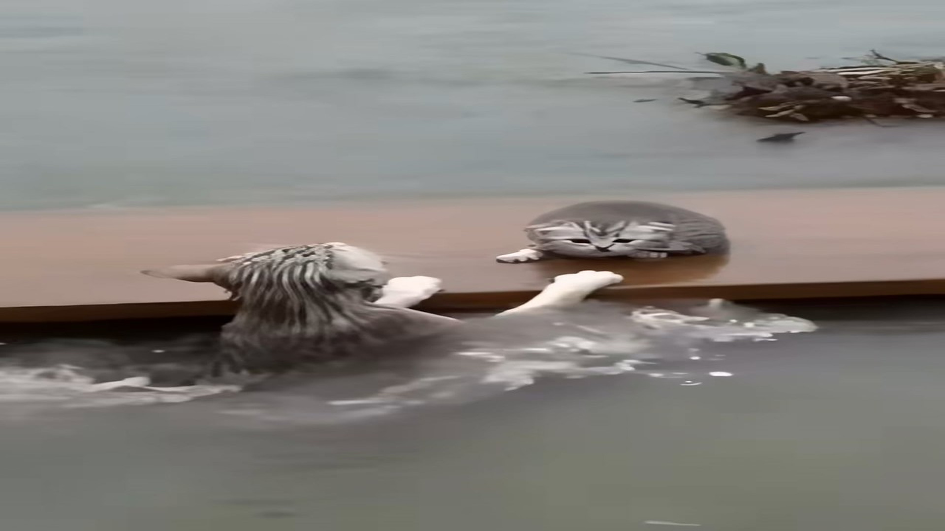 Full Video : H0807018_A mother cat fighting the flood to protect her kitten. �� AI-generated rescue reenactment. #catres