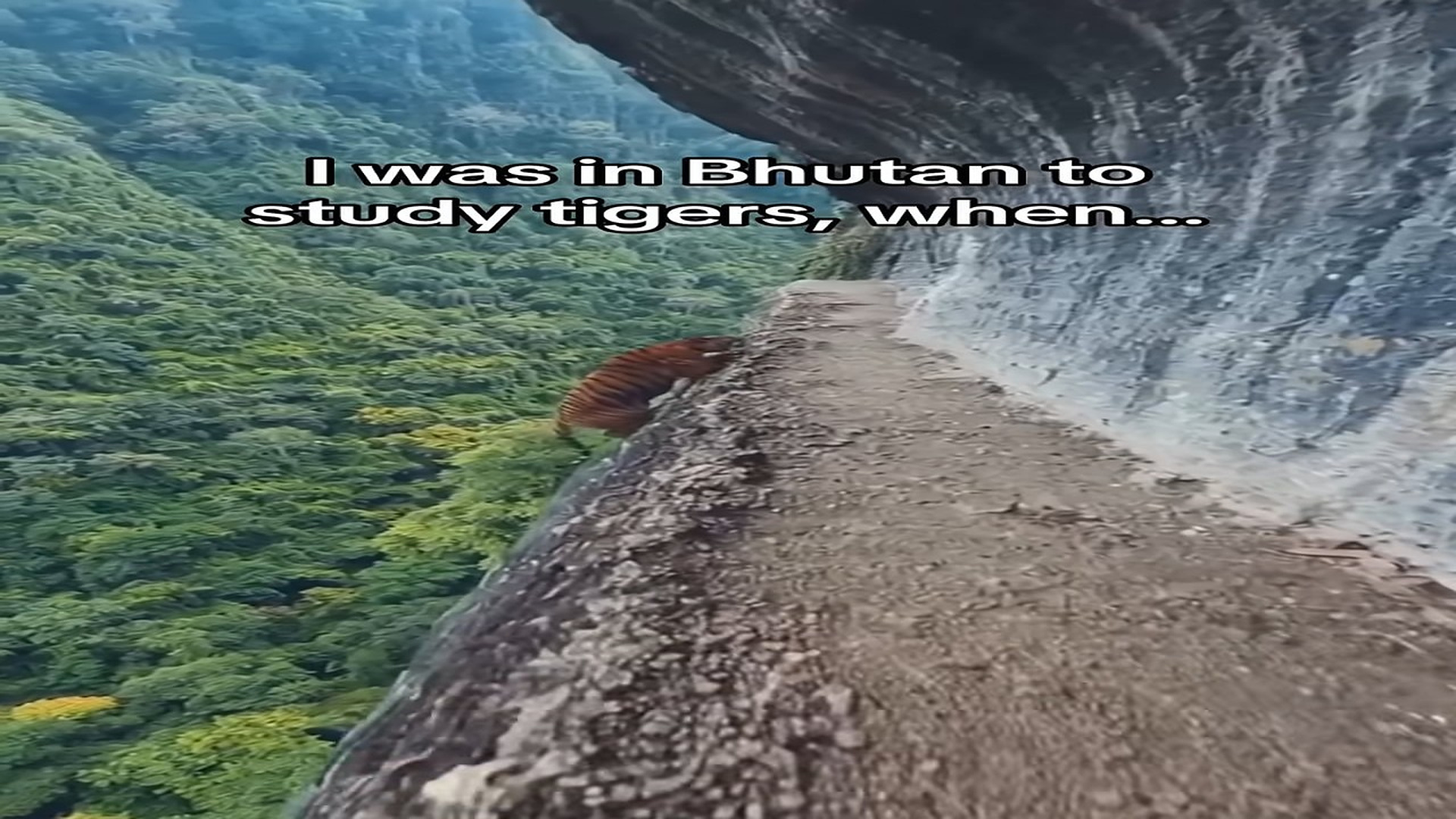 Full Video : H0807017_Well at least I’ll always be safe in the jungle #wholesome #animals