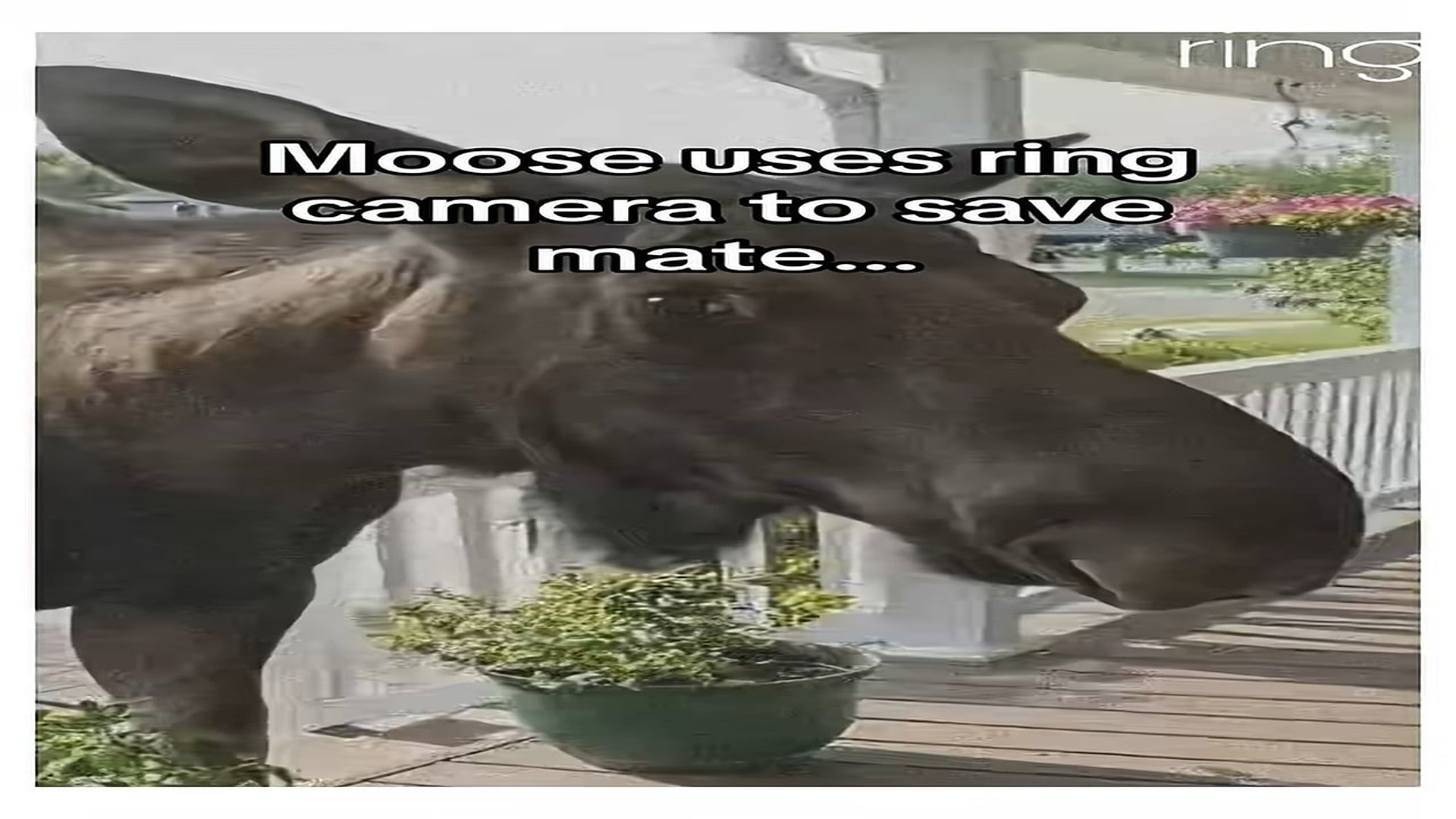 Full Video : H0807013_No I have moose babies in my yard! #wholesome #animals