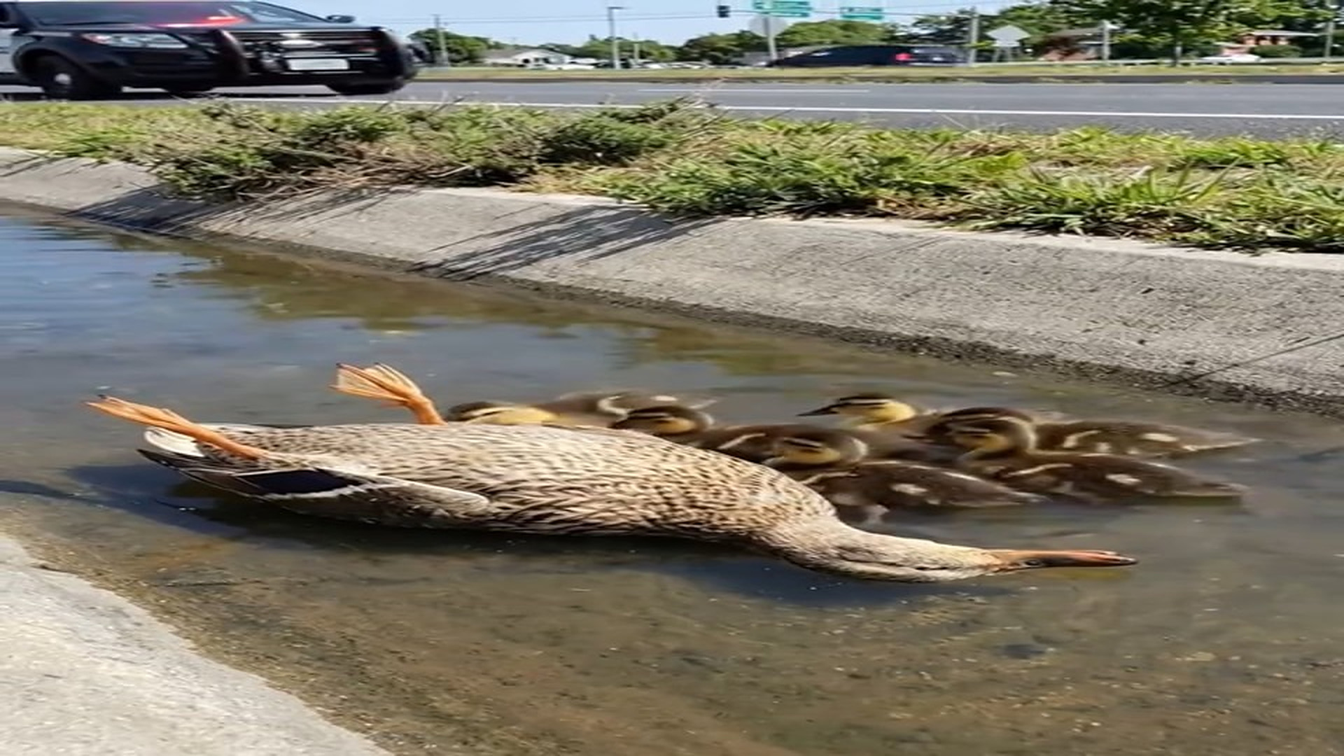 Full Video : H0807011_Heartwarming_ A police officer helped a brood of ducklings after their mother was gone #AnimalRescue