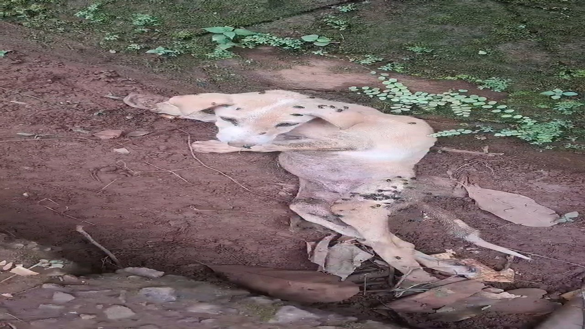 Full Video : H0807010_I find myself recalling those tear-filled, drizzly days.
